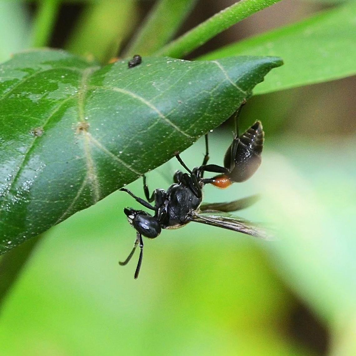 Ropalidia Sumatrae wasp I spotted this wasp while on an epic 8 day bus trip from Bandung to Singapore and back. That is an 8 page saga in itself, so I won’t expand on that here. Enough to say that the bus broke down in the middle of nowhere, so I grabbed my camera and scanned the roadside shrubbery.<br />
<br />
Location is Sumatra, Indonesia. Roadside shrubbery. Geotagged,Indonesia,Ropalidia,Ropalidia Sumatrae,Sumatra,Summer,wasp