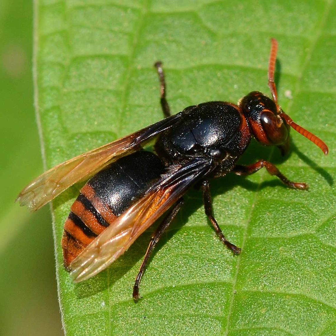Rhynchium haemorrhoidale - potter wasp This is a very attractive, yet dangerous looking wasp. It made me take a couple of steps back the first time I saw it. I soon learned that it is completely non-aggressive, and is only interested in finding its next grub, to enclose in a living tomb, primed with an egg.<br />
<br />
I don&rsquo;t see this one very often, maybe once a year, but easy to approach.<br />
<br />
Location is Bandung, West Java, Indonesia. Alongside a stream and paddy fields. Bandung,Geotagged,Indonesia,Java,Rhynchium haemorrhoidale,West Java,Winter,potter wasp,wasp