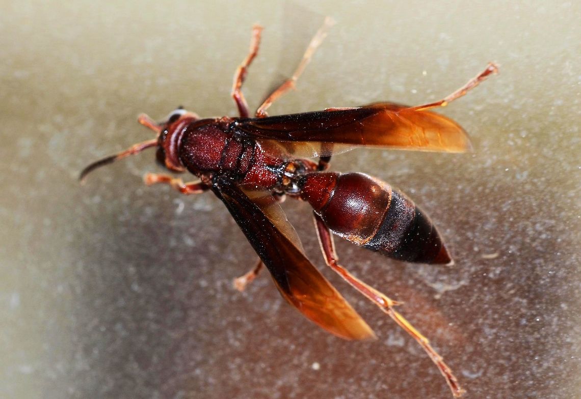 Polistes tenebricosus Wasp Apparently quite a rare species, but I didn&rsquo;t have to try hard to find it. I have found this wasp actually in the house, this particular specimen was photographed on the window. I have also photographed one outdoors.<br />
<br />
A large,  but non-aggressive wasp.<br />
<br />
Location is Bandung, West Java, Indonesia. In the house. Bandung,Fall,Geotagged,Indonesia,Java,Polistes tenebricosus,West Java,paper wasp,wasp