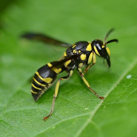 Eumeninae Ancistrocerus sp. Wasp This is another species of wasp that a species identification is proving extremely difficult. The entomologists keep going out there and discovering new species, but do any of them own a camera &ndash; no!

Come on you professional buggers, give us a chance!

Location is Bandung, West Java, Indonesia. Alongside a stream and paddy fields.
http://www.jungledragon.com/image/37735/eumeninae_ancistrocerus_sp._wasp.html Ancistrocerus,Bandung,Eumeninae,Geotagged,Indonesia,Java,Summer,West Java,wasp