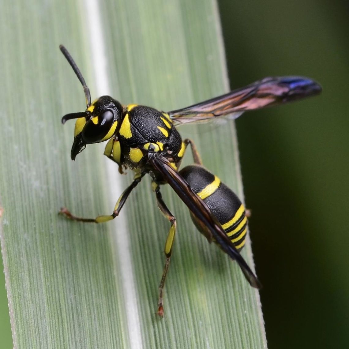 Eumeninae Ancistrocerus sp. Wasp Location is Bandung, West Java, Indonesia. Alongside a stream and paddy fields.<br />
<figure class="photo"><a href="https://www.jungledragon.com/image/37734/eumeninae_ancistrocerus_sp._wasp.html" title="Eumeninae Ancistrocerus sp. Wasp"><img src="https://s3.amazonaws.com/media.jungledragon.com/images/2784/37734_thumb.jpg?AWSAccessKeyId=05GMT0V3GWVNE7GGM1R2&Expires=1770854410&Signature=aWyPgywkjtwGwQZODS6PE0wltrA%3D" width="200" height="200" alt="Eumeninae Ancistrocerus sp. Wasp This is another species of wasp that a species identification is proving extremely difficult. The entomologists keep going out there and discovering new species, but do any of them own a camera &ndash; no!<br />
<br />
Come on you professional buggers, give us a chance!<br />
<br />
Location is Bandung, West Java, Indonesia. Alongside a stream and paddy fields.<br />
http://www.jungledragon.com/image/37735/eumeninae_ancistrocerus_sp._wasp.html Ancistrocerus,Bandung,Eumeninae,Geotagged,Indonesia,Java,Summer,West Java,wasp" /></a></figure> Ancistrocerus,Bandung,Eumeninae,Fall,Geotagged,Indonesia,Java,West Java,wasp