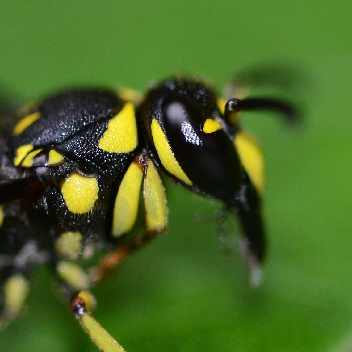 Eumeninae Ancistrocerus sp. Wasp Close-up of head.<br />
<br />
Location is Bandung, West Java, Indonesia. Alongside a stream and paddy fields.<br />
<figure class="photo"><a href="https://www.jungledragon.com/image/37734/eumeninae_ancistrocerus_sp._wasp.html" title="Eumeninae Ancistrocerus sp. Wasp"><img src="https://s3.amazonaws.com/media.jungledragon.com/images/2784/37734_thumb.jpg?AWSAccessKeyId=05GMT0V3GWVNE7GGM1R2&Expires=1770854410&Signature=aWyPgywkjtwGwQZODS6PE0wltrA%3D" width="200" height="200" alt="Eumeninae Ancistrocerus sp. Wasp This is another species of wasp that a species identification is proving extremely difficult. The entomologists keep going out there and discovering new species, but do any of them own a camera &ndash; no!<br />
<br />
Come on you professional buggers, give us a chance!<br />
<br />
Location is Bandung, West Java, Indonesia. Alongside a stream and paddy fields.<br />
http://www.jungledragon.com/image/37735/eumeninae_ancistrocerus_sp._wasp.html Ancistrocerus,Bandung,Eumeninae,Geotagged,Indonesia,Java,Summer,West Java,wasp" /></a></figure> Ancistrocerus,Bandung,Eumeninae,Geotagged,Indonesia,Java,Summer,West Java,wasp