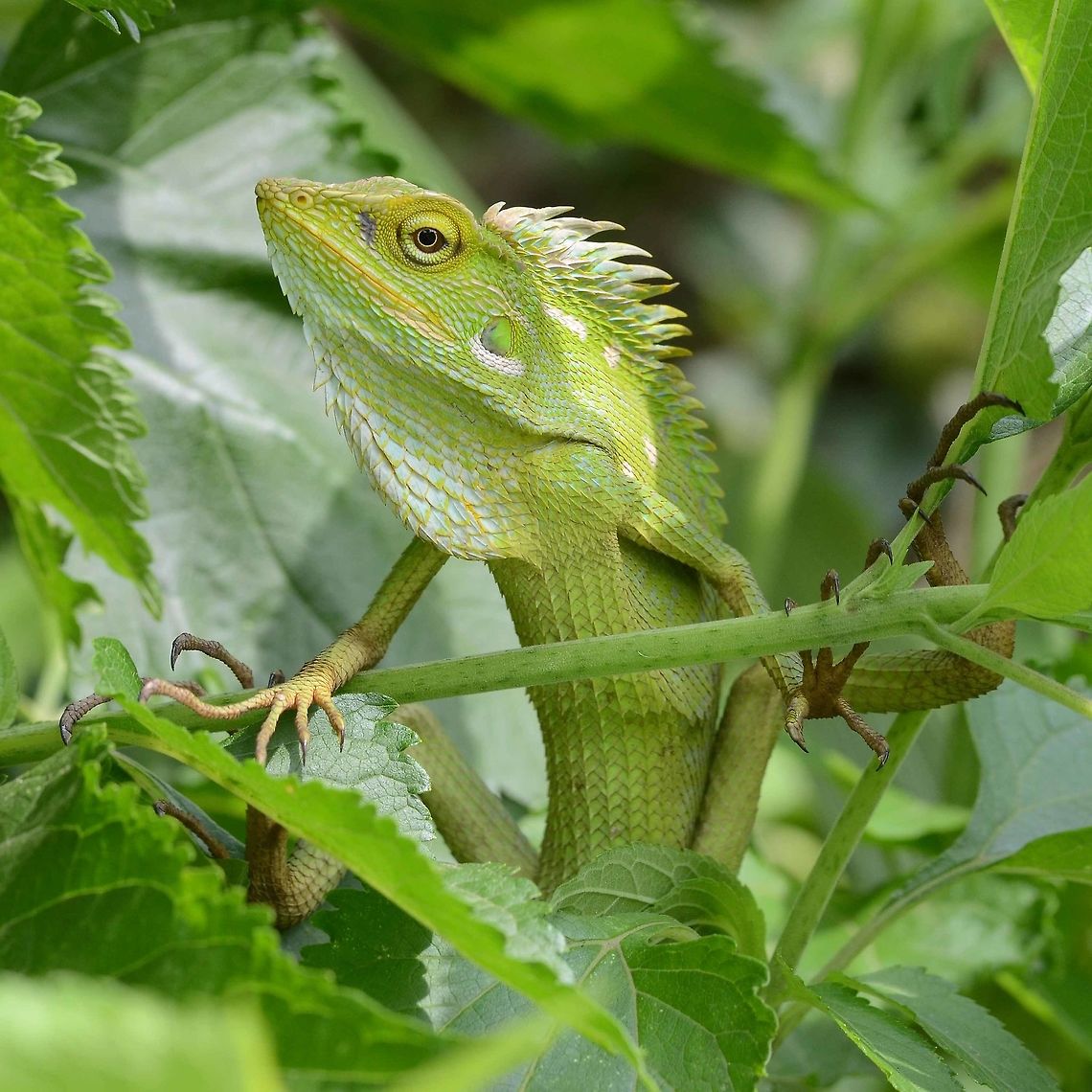 Bronchocela jubata - Maned Forest Lizard Gosh! I don&rsquo;t know where to start with this one, I have so much to write. I have 65 images, and choosing just three to start off the species on this sight, took me half an hour. But, I will be posting more of this stunning creature in the future.<br />
<br />
I have chosen these three images for ID purposes and also to show what you actually see in the field. Also to show the differences between the sexes.<br />
<br />
This particular specimen is a male, identified by its throat pouch and dorsal display. Obviously I have been spotted by the lizard, hence the display, normally the mane and throat displays would be relaxed and flattened.<br />
<br />
Location is Bandung, West Java, Indonesia. Alongside a stream and paddy fields.<br />
<figure class="photo"><a href="https://www.jungledragon.com/image/37747/bronchocela_jubata_-_maned_forest_lizard.html" title="Bronchocela jubata - Maned Forest Lizard"><img src="https://s3.amazonaws.com/media.jungledragon.com/images/2784/37747_thumb.jpg?AWSAccessKeyId=05GMT0V3GWVNE7GGM1R2&Expires=1763596810&Signature=3G%2Bu8tQHsdOFBHkOleh%2Bfvyy7SA%3D" width="200" height="200" alt="Bronchocela jubata - Maned Forest Lizard This is the female of the species. A rather less impressive display of aggression, but none the less, a beautiful creature.<br />
<br />
Location is Bandung, West Java, Indonesia. Alongside a stream and paddy fields.<br />
http://www.jungledragon.com/image/37746/bronchocela_jubata_-_maned_forest_lizard.html Bandung,Bronchocela jubata,Fall,Geotagged,Indonesia,Java,West Java,dragon,forest,lizard,maned" /></a></figure><br />
<figure class="photo"><a href="https://www.jungledragon.com/image/37748/bronchocela_jubata_-_maned_forest_lizard.html" title="Bronchocela jubata - Maned Forest Lizard"><img src="https://s3.amazonaws.com/media.jungledragon.com/images/2784/37748_thumb.jpg?AWSAccessKeyId=05GMT0V3GWVNE7GGM1R2&Expires=1763596810&Signature=k1GCCe%2BhY8HALfyoummVvJyY3UQ%3D" width="200" height="200" alt="Bronchocela jubata - Maned Forest Lizard This prehistoric dragon like creature is incredibly difficult to spot in the field. It can actually rapidly change color to match its surroundings, adding to the difficulty of locating. The flash of the camera makes this view stand out, but take a look at the male image, to see how the coloration matches the leaves.<br />
<br />
As I am walking the path, I do not bother looking for lizard shapes, a fruitless exercise. I look for vertical sticks with no leaves or branches, a dead giveaway for this lizard.<br />
<br />
You can approach slowly with great success. The lizard has such confidence in its camouflage, that it remains motionless, assuming that it cannot be seen<br />
<br />
Location is Bandung, West Java, Indonesia. Alongside a stream and paddy fields.<br />
http://www.jungledragon.com/image/37746/bronchocela_jubata_-_maned_forest_lizard.html Bandung,Bronchocela jubata,Geotagged,Indonesia,Java,Summer,West Java,dragon,forest,lizard,maned" /></a></figure> Bandung,Bronchocela jubata,Geotagged,Indonesia,Java,Spring,West Java,dragon,forest,lizard,maned