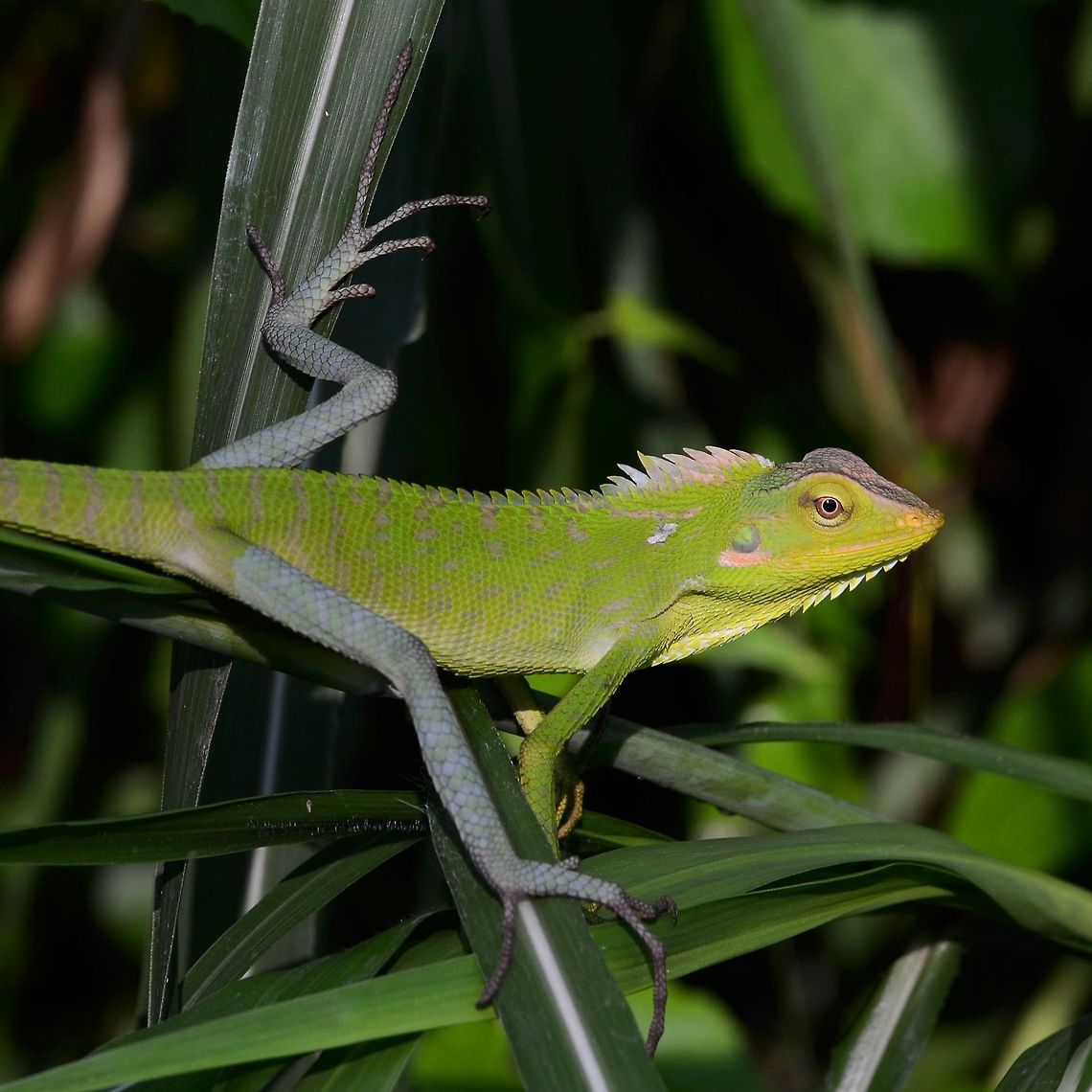 Bronchocela jubata - Maned Forest Lizard This is the female of the species. A rather less impressive display of aggression, but none the less, a beautiful creature.<br />
<br />
Location is Bandung, West Java, Indonesia. Alongside a stream and paddy fields.<br />
<figure class="photo"><a href="https://www.jungledragon.com/image/37746/bronchocela_jubata_-_maned_forest_lizard.html" title="Bronchocela jubata - Maned Forest Lizard"><img src="https://s3.amazonaws.com/media.jungledragon.com/images/2784/37746_thumb.JPG?AWSAccessKeyId=05GMT0V3GWVNE7GGM1R2&Expires=1763596810&Signature=wXG3qPY3YcGFrMD9Szc%2BB5Ua5rU%3D" width="200" height="200" alt="Bronchocela jubata - Maned Forest Lizard Gosh! I don&rsquo;t know where to start with this one, I have so much to write. I have 65 images, and choosing just three to start off the species on this sight, took me half an hour. But, I will be posting more of this stunning creature in the future.<br />
<br />
I have chosen these three images for ID purposes and also to show what you actually see in the field. Also to show the differences between the sexes.<br />
<br />
This particular specimen is a male, identified by its throat pouch and dorsal display. Obviously I have been spotted by the lizard, hence the display, normally the mane and throat displays would be relaxed and flattened.<br />
<br />
Location is Bandung, West Java, Indonesia. Alongside a stream and paddy fields.<br />
http://www.jungledragon.com/image/37747/bronchocela_jubata_-_maned_forest_lizard.html<br />
http://www.jungledragon.com/image/37748/bronchocela_jubata_-_maned_forest_lizard.html Bandung,Bronchocela jubata,Geotagged,Indonesia,Java,Spring,West Java,dragon,forest,lizard,maned" /></a></figure> Bandung,Bronchocela jubata,Fall,Geotagged,Indonesia,Java,West Java,dragon,forest,lizard,maned