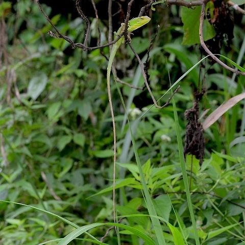 Bronchocela jubata - Maned Forest Lizard This prehistoric dragon like creature is incredibly difficult to spot in the field. It can actually rapidly change color to match its surroundings, adding to the difficulty of locating. The flash of the camera makes this view stand out, but take a look at the male image, to see how the coloration matches the leaves.

As I am walking the path, I do not bother looking for lizard shapes, a fruitless exercise. I look for vertical sticks with no leaves or branches, a dead giveaway for this lizard.

You can approach slowly with great success. The lizard has such confidence in its camouflage, that it remains motionless, assuming that it cannot be seen

Location is Bandung, West Java, Indonesia. Alongside a stream and paddy fields.
http://www.jungledragon.com/image/37746/bronchocela_jubata_-_maned_forest_lizard.html Bandung,Bronchocela jubata,Geotagged,Indonesia,Java,Summer,West Java,dragon,forest,lizard,maned