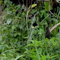 Bronchocela jubata - Maned Forest Lizard This prehistoric dragon like creature is incredibly difficult to spot in the field. It can actually rapidly change color to match its surroundings, adding to the difficulty of locating. The flash of the camera makes this view stand out, but take a look at the male image, to see how the coloration matches the leaves.<br />
<br />
As I am walking the path, I do not bother looking for lizard shapes, a fruitless exercise. I look for vertical sticks with no leaves or branches, a dead giveaway for this lizard.<br />
<br />
You can approach slowly with great success. The lizard has such confidence in its camouflage, that it remains motionless, assuming that it cannot be seen<br />
<br />
Location is Bandung, West Java, Indonesia. Alongside a stream and paddy fields.<br />
http://www.jungledragon.com/image/37746/bronchocela_jubata_-_maned_forest_lizard.html Bandung,Bronchocela jubata,Geotagged,Indonesia,Java,Summer,West Java,dragon,forest,lizard,maned