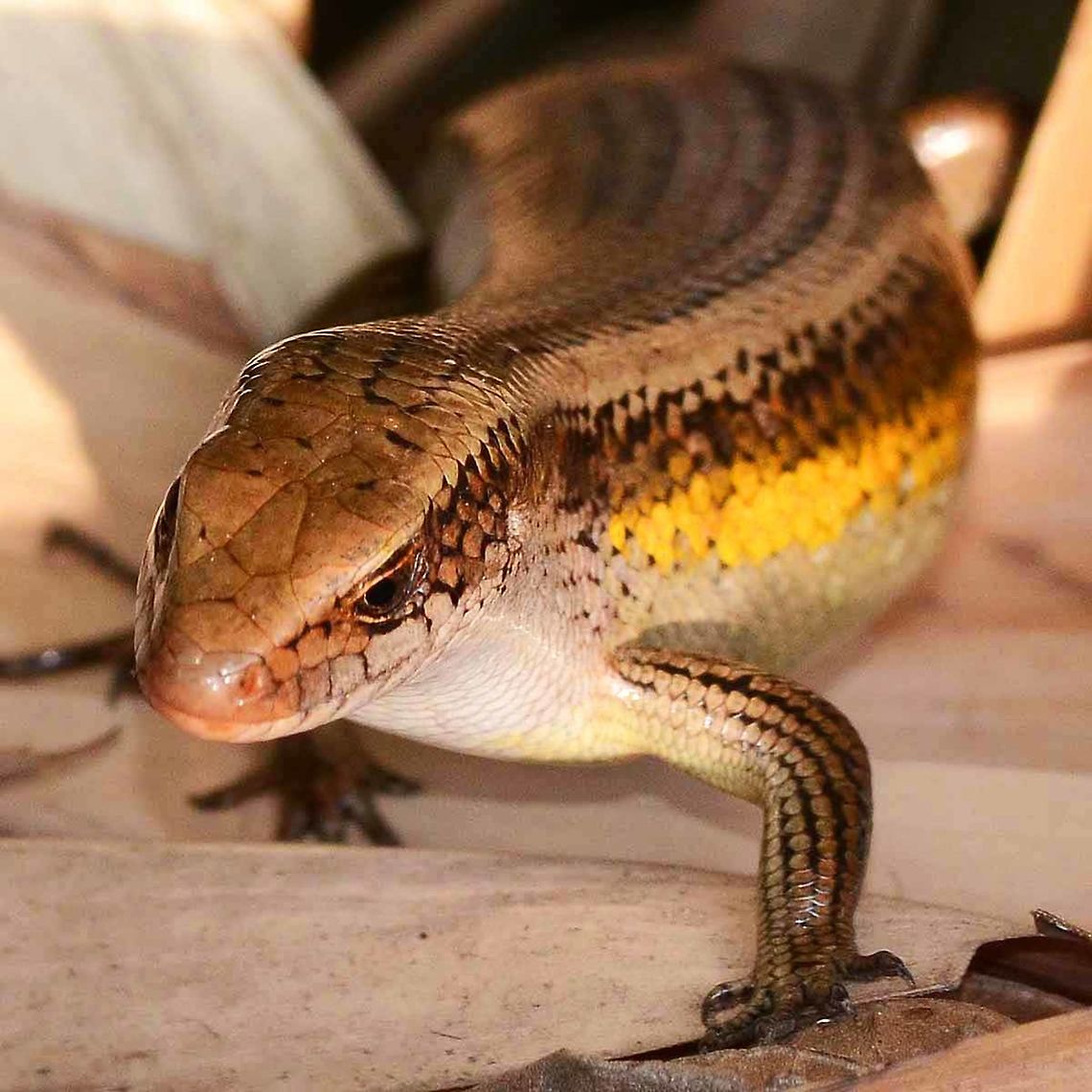 Eutropis multifasciata – Common Sun Skink I have counted a dozen spottings of this skink during a two hour bug safari, but they are very shy and cautious, making them very difficult to approach for a decent photograph. But the shear numbers means that I have close to 100 in my collection of images.<br />
<br />
The flanks can be anything from black to red or even yellow. This is not a sex thing, both the sexes carrying the colors. Both genders can carry light colored spots on the flanks, but the female&rsquo;s spots are edged black.<br />
<br />
Location is Bandung, West Java, Indonesia. Alongside a stream and paddy fields.<br />
<figure class="photo"><a href="https://www.jungledragon.com/image/37753/eutropis_multifasciata_common_sun_skink.html" title="Eutropis multifasciata &ndash; Common Sun Skink"><img src="https://s3.amazonaws.com/media.jungledragon.com/images/2784/37753_thumb.jpg?AWSAccessKeyId=05GMT0V3GWVNE7GGM1R2&Expires=1767225610&Signature=CSTfOQdMYRd%2FmvUcunrfWbT5x2g%3D" width="200" height="134" alt="Eutropis multifasciata &ndash; Common Sun Skink Location is Bandung, West Java, Indonesia. Alongside a stream and paddy fields.<br />
http://www.jungledragon.com/image/37752/eutropis_multifasciata_common_sun_skink.html Bandung,East Indian Brown Mabuya,Eutropis multifasciata,Geotagged,Indonesia,Java,Summer,West Java,lizard,skink,sun skink" /></a></figure><br />
<figure class="photo"><a href="https://www.jungledragon.com/image/37754/eutropis_multifasciata_common_sun_skink.html" title="Eutropis multifasciata &ndash; Common Sun Skink"><img src="https://s3.amazonaws.com/media.jungledragon.com/images/2784/37754_thumb.jpg?AWSAccessKeyId=05GMT0V3GWVNE7GGM1R2&Expires=1767225610&Signature=r6WLElZL8eLIdUmS8OLXanWgIFY%3D" width="200" height="200" alt="Eutropis multifasciata &ndash; Common Sun Skink Location is Bandung, West Java, Indonesia. Alongside a stream and paddy fields.<br />
http://www.jungledragon.com/image/37752/eutropis_multifasciata_common_sun_skink.html Bandung,East Indian Brown Mabuya,Eutropis multifasciata,Geotagged,Indonesia,Java,West Java,Winter,lizard,skink,sun skink" /></a></figure> Bandung,East Indian Brown Mabuya,Eutropis multifasciata,Geotagged,Indonesia,Java,West Java,Winter,lizard,skink,sun skink