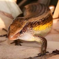 Eutropis multifasciata – Common Sun Skink I have counted a dozen spottings of this skink during a two hour bug safari, but they are very shy and cautious, making them very difficult to approach for a decent photograph. But the shear numbers means that I have close to 100 in my collection of images.<br />
<br />
The flanks can be anything from black to red or even yellow. This is not a sex thing, both the sexes carrying the colors. Both genders can carry light colored spots on the flanks, but the female’s spots are edged black.<br />
<br />
Location is Bandung, West Java, Indonesia. Alongside a stream and paddy fields.<br />
http://www.jungledragon.com/image/37753/eutropis_multifasciata_common_sun_skink.html<br />
http://www.jungledragon.com/image/37754/eutropis_multifasciata_common_sun_skink.html Bandung,East Indian Brown Mabuya,Eutropis multifasciata,Geotagged,Indonesia,Java,West Java,Winter,lizard,skink,sun skink