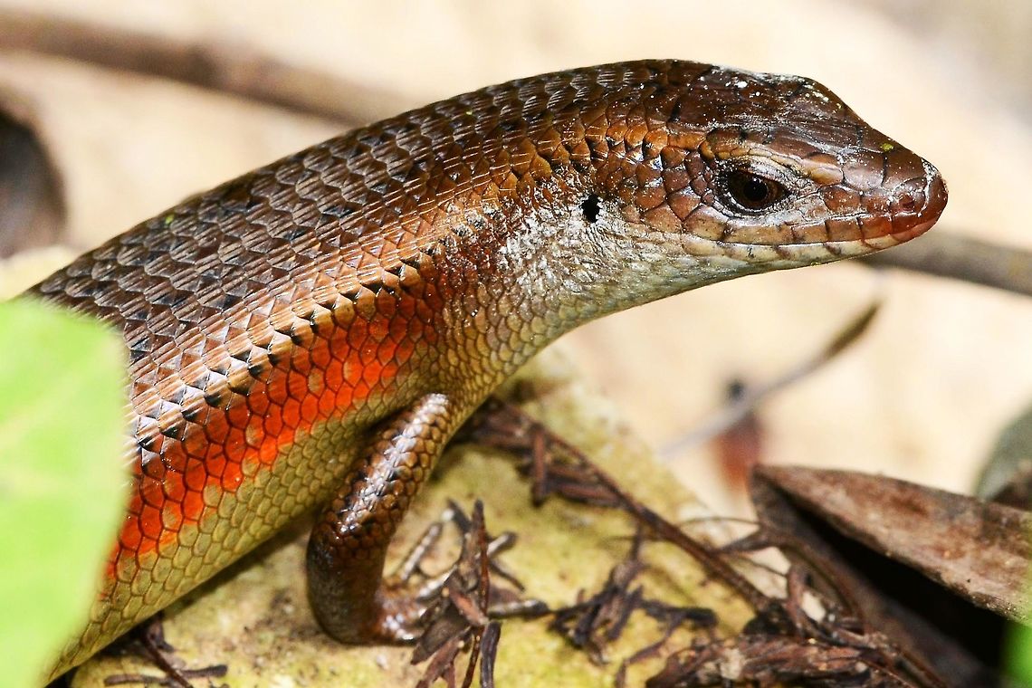 Eutropis multifasciata – Common Sun Skink Location is Bandung, West Java, Indonesia. Alongside a stream and paddy fields.<br />
<figure class="photo"><a href="https://www.jungledragon.com/image/37752/eutropis_multifasciata_common_sun_skink.html" title="Eutropis multifasciata &ndash; Common Sun Skink"><img src="https://s3.amazonaws.com/media.jungledragon.com/images/2784/37752_thumb.JPG?AWSAccessKeyId=05GMT0V3GWVNE7GGM1R2&Expires=1759968010&Signature=tFn2O80yec92XaVW0uYqO2URiG4%3D" width="200" height="200" alt="Eutropis multifasciata &ndash; Common Sun Skink I have counted a dozen spottings of this skink during a two hour bug safari, but they are very shy and cautious, making them very difficult to approach for a decent photograph. But the shear numbers means that I have close to 100 in my collection of images.<br />
<br />
The flanks can be anything from black to red or even yellow. This is not a sex thing, both the sexes carrying the colors. Both genders can carry light colored spots on the flanks, but the female&rsquo;s spots are edged black.<br />
<br />
Location is Bandung, West Java, Indonesia. Alongside a stream and paddy fields.<br />
http://www.jungledragon.com/image/37753/eutropis_multifasciata_common_sun_skink.html<br />
http://www.jungledragon.com/image/37754/eutropis_multifasciata_common_sun_skink.html Bandung,East Indian Brown Mabuya,Eutropis multifasciata,Geotagged,Indonesia,Java,West Java,Winter,lizard,skink,sun skink" /></a></figure> Bandung,East Indian Brown Mabuya,Eutropis multifasciata,Geotagged,Indonesia,Java,Summer,West Java,lizard,skink,sun skink