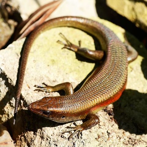 Eutropis multifasciata – Common Sun Skink Location is Bandung, West Java, Indonesia. Alongside a stream and paddy fields.
http://www.jungledragon.com/image/37752/eutropis_multifasciata_common_sun_skink.html Bandung,East Indian Brown Mabuya,Eutropis multifasciata,Geotagged,Indonesia,Java,West Java,Winter,lizard,skink,sun skink