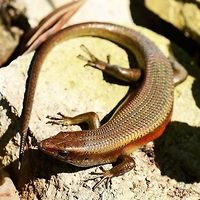 Eutropis multifasciata – Common Sun Skink Location is Bandung, West Java, Indonesia. Alongside a stream and paddy fields.<br />
http://www.jungledragon.com/image/37752/eutropis_multifasciata_common_sun_skink.html Bandung,East Indian Brown Mabuya,Eutropis multifasciata,Geotagged,Indonesia,Java,West Java,Winter,lizard,skink,sun skink