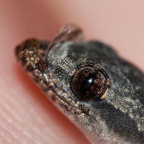 Indo-Pacific gecko Location is Bandung, West Java, Indonesia. Alongside a stream and paddy fields.
http://www.jungledragon.com/image/37757/cyrtodactylus_marmoratus_-_javan_bent-toed_gecko.html Bandung,Fall,Geotagged,Hemidactylus garnotii,Indo-Pacific gecko,Indonesia,Java,West Java,bent toed,bent-toed,chikchak,gecko,lizard