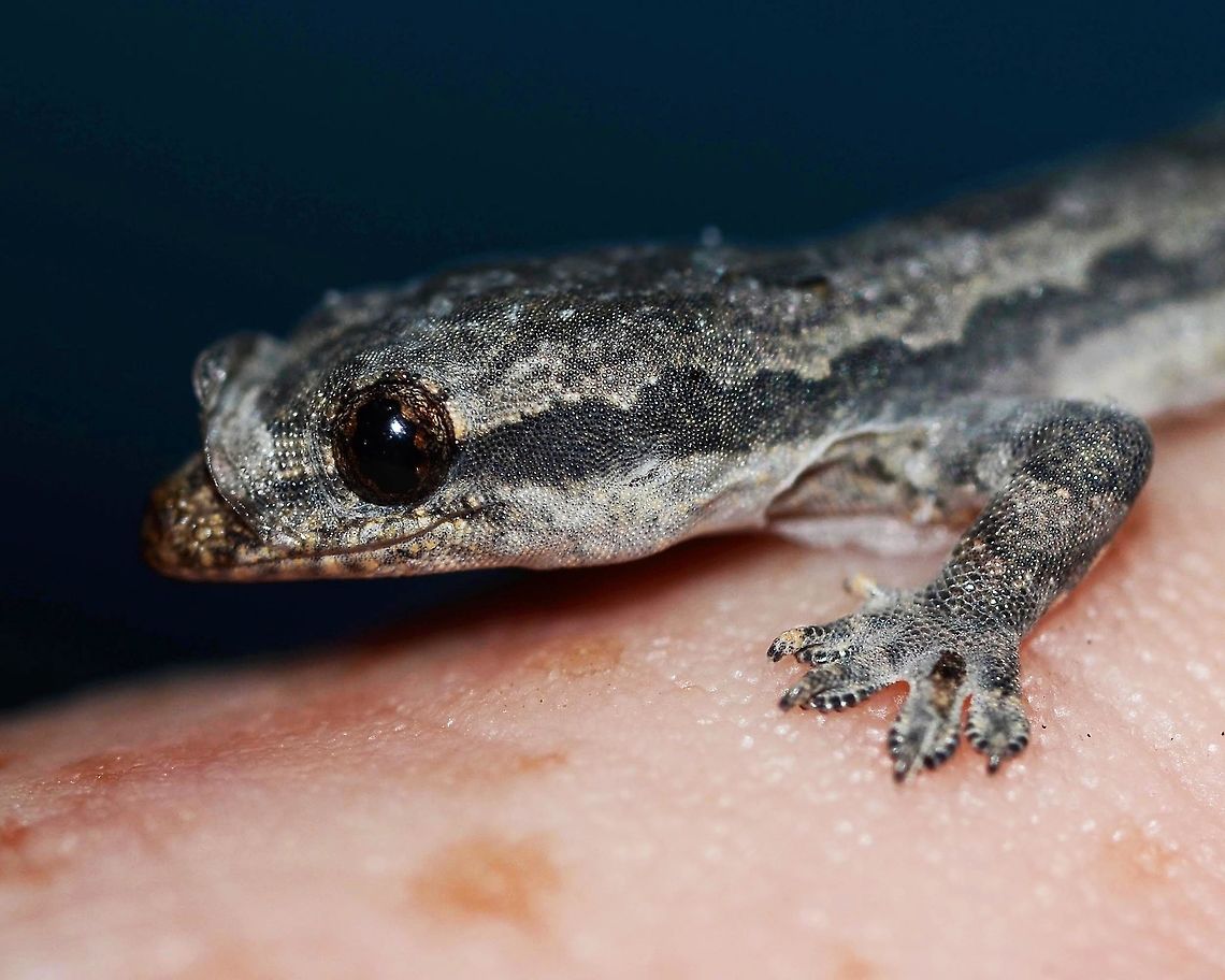 Indo-Pacific gecko Location is Bandung, West Java, Indonesia. Alongside a stream and paddy fields.<br />
<figure class="photo"><a href="https://www.jungledragon.com/image/37757/indo-pacific_gecko.html" title="Indo-Pacific gecko"><img src="https://s3.amazonaws.com/media.jungledragon.com/images/2784/37757_thumb.jpg?AWSAccessKeyId=05GMT0V3GWVNE7GGM1R2&Expires=1759968010&Signature=cAVroB7ECMt%2FKQ6yBT%2Bi4MxlHdE%3D" width="200" height="134" alt="Indo-Pacific gecko that lives with me. Normally very shy and difficult to photograph, this specimen did not move, and climbed onto my finger when I went to prod it, to see if it was actually still alive. My guess was the heat of my finger was desired, as it was a bit cool that day.<br />
<br />
On closer examination, the gecko was shedding its skin, as part of the growing process.<br />
<br />
This gecko grows to 6&rdquo; 50/50 split between body and tail. This specimen was approximately 2.5&rdquo; as can be seen from my finger.<br />
<br />
Location is Bandung, West Java, Indonesia. Alongside a stream and paddy fields.<br />
<br />
http://www.jungledragon.com/image/37756/cyrtodactylus_marmoratus_-_javan_bent-toed_gecko.html<br />
http://www.jungledragon.com/image/37755/cyrtodactylus_marmoratus_-_javan_bent-toed_gecko.html Bandung,Fall,Geotagged,Hemidactylus garnotii,Indo-Pacific gecko,Indonesia,Java,West Java,bent toed,bent-toed,chikchak,gecko,lizard" /></a></figure> Bandung,Fall,Geotagged,Hemidactylus garnotii,Indo-Pacific gecko,Indonesia,Java,West Java,bent toed,bent-toed,chikchak,gecko,lizard