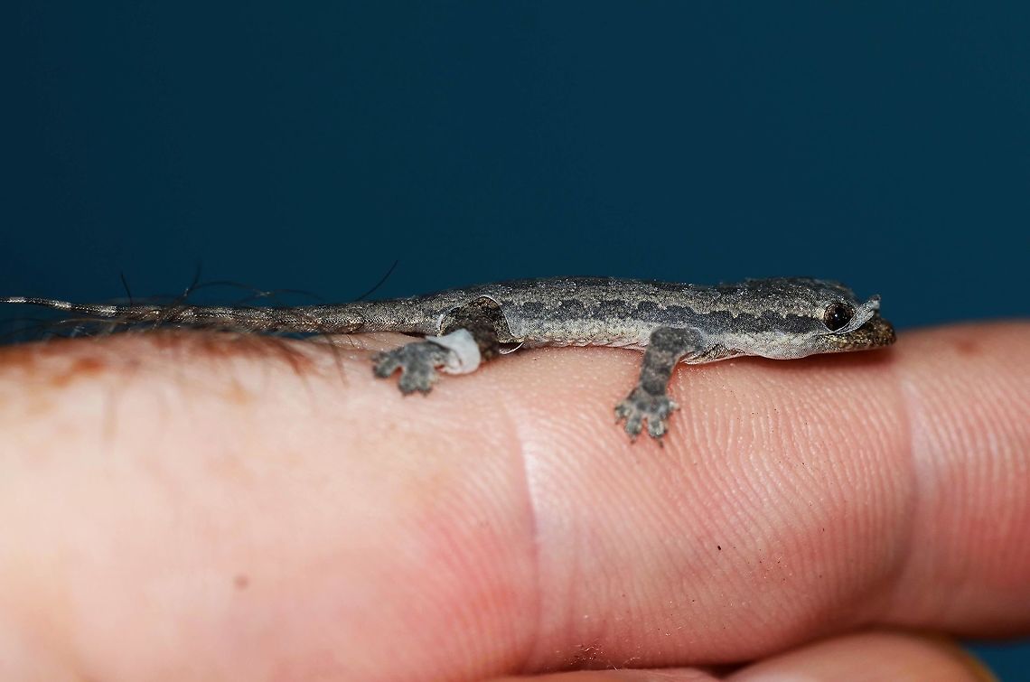 Indo-Pacific gecko that lives with me. Normally very shy and difficult to photograph, this specimen did not move, and climbed onto my finger when I went to prod it, to see if it was actually still alive. My guess was the heat of my finger was desired, as it was a bit cool that day.<br />
<br />
On closer examination, the gecko was shedding its skin, as part of the growing process.<br />
<br />
This gecko grows to 6&rdquo; 50/50 split between body and tail. This specimen was approximately 2.5&rdquo; as can be seen from my finger.<br />
<br />
Location is Bandung, West Java, Indonesia. Alongside a stream and paddy fields.<br />
<br />
<figure class="photo"><a href="https://www.jungledragon.com/image/37756/indo-pacific_gecko.html" title="Indo-Pacific gecko"><img src="https://s3.amazonaws.com/media.jungledragon.com/images/2784/37756_thumb.jpg?AWSAccessKeyId=05GMT0V3GWVNE7GGM1R2&Expires=1769040010&Signature=Js9T%2B9OpaQiYzzYLVO%2Br5stA81Q%3D" width="200" height="160" alt="Indo-Pacific gecko Location is Bandung, West Java, Indonesia. Alongside a stream and paddy fields.<br />
http://www.jungledragon.com/image/37757/cyrtodactylus_marmoratus_-_javan_bent-toed_gecko.html Bandung,Fall,Geotagged,Hemidactylus garnotii,Indo-Pacific gecko,Indonesia,Java,West Java,bent toed,bent-toed,chikchak,gecko,lizard" /></a></figure><br />
<figure class="photo"><a href="https://www.jungledragon.com/image/37755/indo-pacific_gecko.html" title="Indo-Pacific gecko"><img src="https://s3.amazonaws.com/media.jungledragon.com/images/2784/37755_thumb.jpg?AWSAccessKeyId=05GMT0V3GWVNE7GGM1R2&Expires=1769040010&Signature=RPOg6SHYPsTc3%2F92fuiO%2FEuDgYQ%3D" width="200" height="200" alt="Indo-Pacific gecko Location is Bandung, West Java, Indonesia. Alongside a stream and paddy fields.<br />
http://www.jungledragon.com/image/37757/cyrtodactylus_marmoratus_-_javan_bent-toed_gecko.html Bandung,Fall,Geotagged,Hemidactylus garnotii,Indo-Pacific gecko,Indonesia,Java,West Java,bent toed,bent-toed,chikchak,gecko,lizard" /></a></figure> Bandung,Fall,Geotagged,Hemidactylus garnotii,Indo-Pacific gecko,Indonesia,Java,West Java,bent toed,bent-toed,chikchak,gecko,lizard
