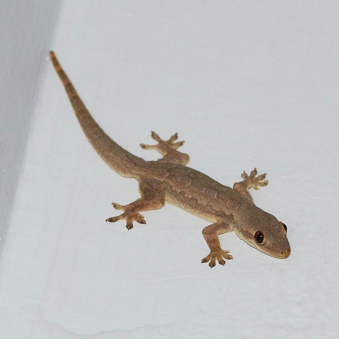 Hemidactylus garnotii - Indo pacific gecko You know you are in Indonesia when you look around the walls of the room and see a few of these. I can see two as I am typing this. The benefits of allowing these critters to patrol your walls far outweigh any inconvenience.<br />
<br />
Advantages &ndash; they consume anything that moves, from the smallest midge to the largest roach.<br />
<br />
Disadvantages &ndash; they defecate. Do not sleep with your head up to the wall, move away a foot or so. Cover dishes left to dry. Cover any drinks that you leave standing. Generally, figure out where the droppings are going to fall and take appropriate action.<br />
<br />
Known locally as chikchaks, due to the chirping noise that they make, usually in the dead of night.<br />
<br />
Very difficult to approach. They scamper off in a hurry if you get within six feet.<br />
<br />
Amazing to watch on the hunt. <br />
<br />
Location is Bandung, West Java, Indonesia. In house.<br />
<figure class="photo"><a href="https://www.jungledragon.com/image/37759/hemidactylus_garnotii_-_indo_pacific_gecko.html" title="Hemidactylus garnotii - Indo pacific gecko"><img src="https://s3.amazonaws.com/media.jungledragon.com/images/2784/37759_thumb.JPG?AWSAccessKeyId=05GMT0V3GWVNE7GGM1R2&Expires=1763596810&Signature=NP1KmrsTXBRM3dOoDjL8JBM6IGw%3D" width="200" height="200" alt="Hemidactylus garnotii - Indo pacific gecko Location is Bandung, West Java, Indonesia. In house.<br />
http://www.jungledragon.com/image/37758/hemidactylus_garnotii_-_indo_pacific_gecko.html Bandung,Geotagged,Hemidactylus garnotii,Indo-Pacific gecko,Indonesia,Java,Summer,West Java,chikchak,gecko" /></a></figure> Bandung,Geotagged,Hemidactylus garnotii,Indo-Pacific gecko,Indonesia,Java,Summer,West Java,chikchak,gecko