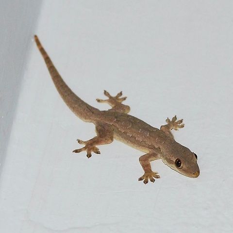 Hemidactylus garnotii - Indo pacific gecko You know you are in Indonesia when you look around the walls of the room and see a few of these. I can see two as I am typing this. The benefits of allowing these critters to patrol your walls far outweigh any inconvenience.

Advantages &ndash; they consume anything that moves, from the smallest midge to the largest roach.

Disadvantages &ndash; they defecate. Do not sleep with your head up to the wall, move away a foot or so. Cover dishes left to dry. Cover any drinks that you leave standing. Generally, figure out where the droppings are going to fall and take appropriate action.

Known locally as chikchaks, due to the chirping noise that they make, usually in the dead of night.

Very difficult to approach. They scamper off in a hurry if you get within six feet.

Amazing to watch on the hunt. 

Location is Bandung, West Java, Indonesia. In house.
http://www.jungledragon.com/image/37759/hemidactylus_garnotii_-_indo_pacific_gecko.html Bandung,Geotagged,Hemidactylus garnotii,Indo-Pacific gecko,Indonesia,Java,Summer,West Java,chikchak,gecko