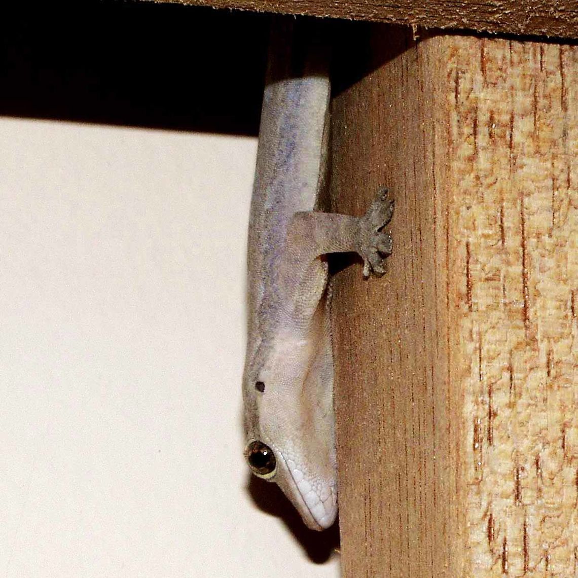 Hemidactylus garnotii - Indo pacific gecko Location is Bandung, West Java, Indonesia. In house.<br />
<figure class="photo"><a href="https://www.jungledragon.com/image/37758/hemidactylus_garnotii_-_indo_pacific_gecko.html" title="Hemidactylus garnotii - Indo pacific gecko"><img src="https://s3.amazonaws.com/media.jungledragon.com/images/2784/37758_thumb.jpg?AWSAccessKeyId=05GMT0V3GWVNE7GGM1R2&Expires=1759968010&Signature=MmY1fJrOeFm1ipN%2BaIwik%2F9pf6s%3D" width="200" height="200" alt="Hemidactylus garnotii - Indo pacific gecko You know you are in Indonesia when you look around the walls of the room and see a few of these. I can see two as I am typing this. The benefits of allowing these critters to patrol your walls far outweigh any inconvenience.<br />
<br />
Advantages &ndash; they consume anything that moves, from the smallest midge to the largest roach.<br />
<br />
Disadvantages &ndash; they defecate. Do not sleep with your head up to the wall, move away a foot or so. Cover dishes left to dry. Cover any drinks that you leave standing. Generally, figure out where the droppings are going to fall and take appropriate action.<br />
<br />
Known locally as chikchaks, due to the chirping noise that they make, usually in the dead of night.<br />
<br />
Very difficult to approach. They scamper off in a hurry if you get within six feet.<br />
<br />
Amazing to watch on the hunt. <br />
<br />
Location is Bandung, West Java, Indonesia. In house.<br />
http://www.jungledragon.com/image/37759/hemidactylus_garnotii_-_indo_pacific_gecko.html Bandung,Geotagged,Hemidactylus garnotii,Indo-Pacific gecko,Indonesia,Java,Summer,West Java,chikchak,gecko" /></a></figure> Bandung,Geotagged,Hemidactylus garnotii,Indo-Pacific gecko,Indonesia,Java,Summer,West Java,chikchak,gecko