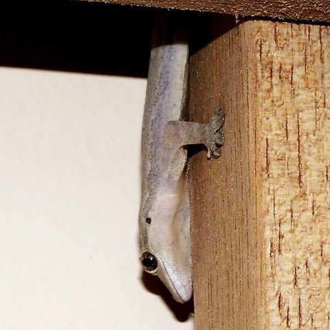 Hemidactylus garnotii - Indo pacific gecko Location is Bandung, West Java, Indonesia. In house.
http://www.jungledragon.com/image/37758/hemidactylus_garnotii_-_indo_pacific_gecko.html Bandung,Geotagged,Hemidactylus garnotii,Indo-Pacific gecko,Indonesia,Java,Summer,West Java,chikchak,gecko