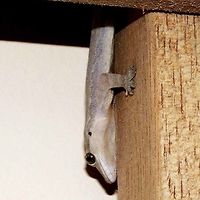 Hemidactylus garnotii - Indo pacific gecko Location is Bandung, West Java, Indonesia. In house.<br />
http://www.jungledragon.com/image/37758/hemidactylus_garnotii_-_indo_pacific_gecko.html Bandung,Geotagged,Hemidactylus garnotii,Indo-Pacific gecko,Indonesia,Java,Summer,West Java,chikchak,gecko