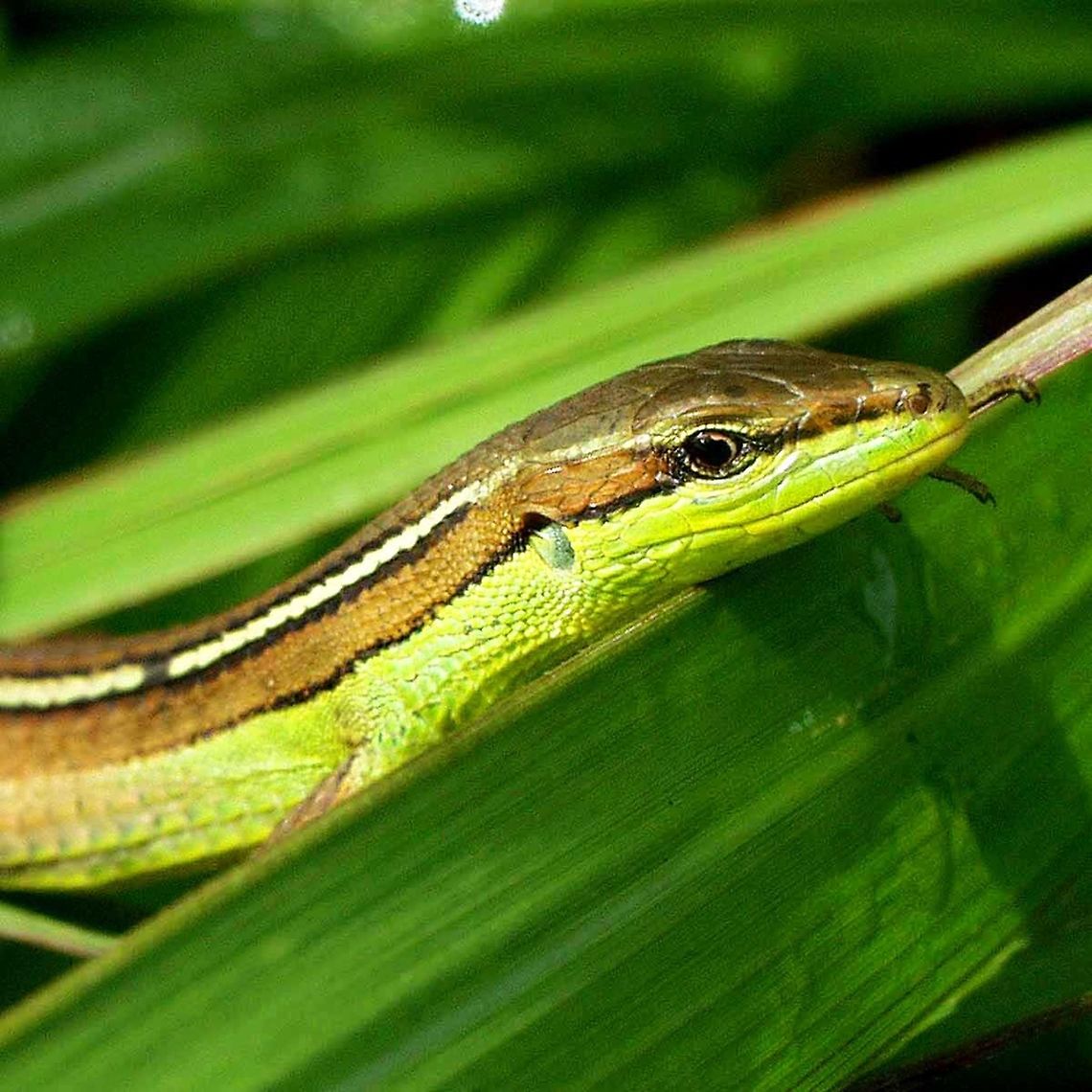 Takydromus sexlineatus - Asian grass lizard Location is Bandung, West Java, Indonesia. Open scrubland, with a few bushes, near a stream.<br />
<figure class="photo"><a href="https://www.jungledragon.com/image/37761/takydromus_sexlineatus_-_asian_grass_lizard.html" title="Takydromus sexlineatus - Asian grass lizard"><img src="https://s3.amazonaws.com/media.jungledragon.com/images/2784/37761_thumb.JPG?AWSAccessKeyId=05GMT0V3GWVNE7GGM1R2&Expires=1759968010&Signature=KKu%2F0kj0SjnYFiO%2Bh5TogajDqAs%3D" width="200" height="200" alt="Takydromus sexlineatus - Asian grass lizard As I am sifting through the bushes and long grasses for bugs, I occasionally come across this lizard. Sometimes all you see is the head of what looks like a green snake, which to me spells danger.<br />
<br />
This is another lizard that has confidence in its camouflage, and so with very slow movements, you can get close enough for a decent shot. Make one mistage, and the colourful creature is gone in a flash.<br />
<br />
Location is Bandung, West Java, Indonesia. Open scrubland, with a few bushes, near a stream.<br />
http://www.jungledragon.com/image/37760/takydromus_sexlineatus_-_asian_grass_lizard.html Bandung,Geotagged,Indonesia,Java,Summer,Takydromus sexlineatus,West Java,green lizard,lizard,striped,striped lizard" /></a></figure> Bandung,Geotagged,Indonesia,Java,Spring,Takydromus sexlineatus,West Java,green lizard,lizard,striped,striped lizard