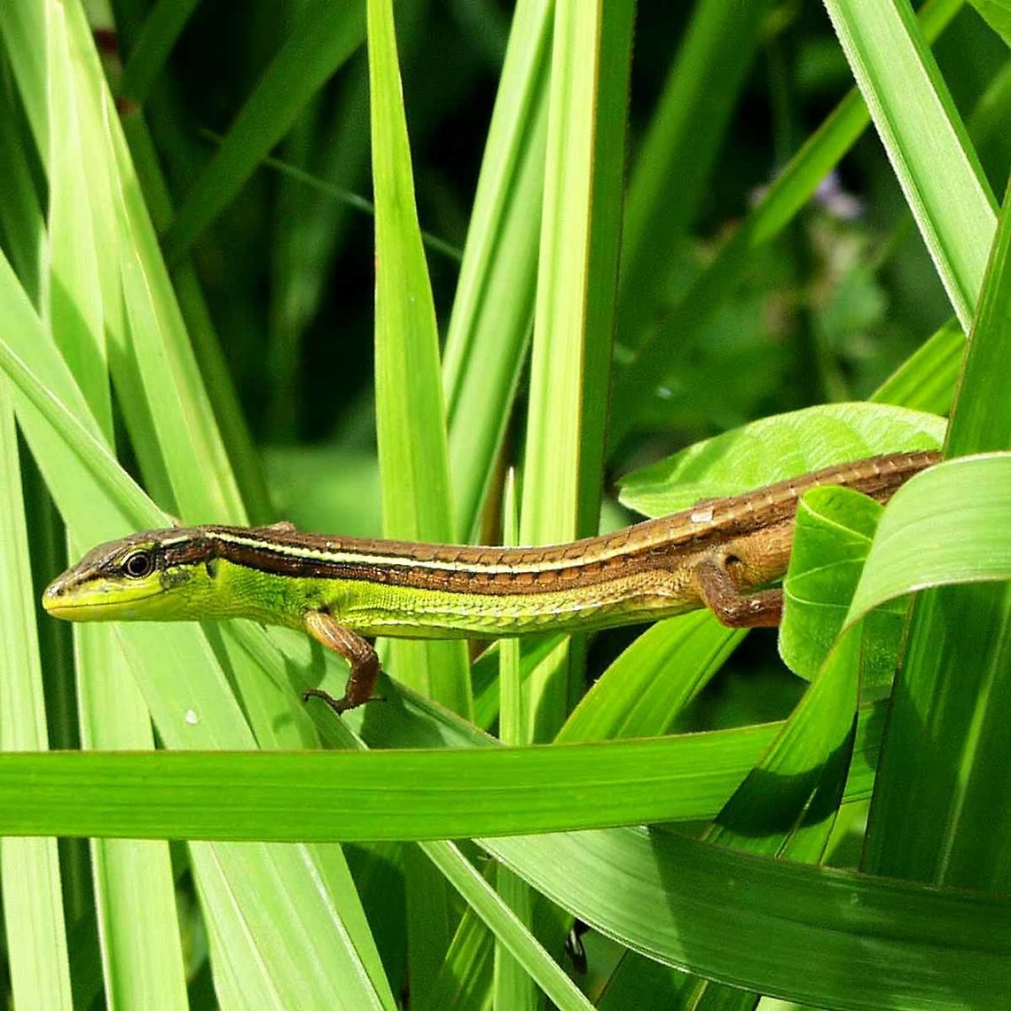 Takydromus sexlineatus - Asian grass lizard As I am sifting through the bushes and long grasses for bugs, I occasionally come across this lizard. Sometimes all you see is the head of what looks like a green snake, which to me spells danger.<br />
<br />
This is another lizard that has confidence in its camouflage, and so with very slow movements, you can get close enough for a decent shot. Make one mistage, and the colourful creature is gone in a flash.<br />
<br />
Location is Bandung, West Java, Indonesia. Open scrubland, with a few bushes, near a stream.<br />
<figure class="photo"><a href="https://www.jungledragon.com/image/37760/takydromus_sexlineatus_-_asian_grass_lizard.html" title="Takydromus sexlineatus - Asian grass lizard"><img src="https://s3.amazonaws.com/media.jungledragon.com/images/2784/37760_thumb.jpg?AWSAccessKeyId=05GMT0V3GWVNE7GGM1R2&Expires=1759968010&Signature=QN7oDHpPIjIPCrH4GXTiBpqYGOU%3D" width="200" height="200" alt="Takydromus sexlineatus - Asian grass lizard Location is Bandung, West Java, Indonesia. Open scrubland, with a few bushes, near a stream.<br />
http://www.jungledragon.com/image/37761/takydromus_sexlineatus_-_asian_grass_lizard.html Bandung,Geotagged,Indonesia,Java,Spring,Takydromus sexlineatus,West Java,green lizard,lizard,striped,striped lizard" /></a></figure> Bandung,Geotagged,Indonesia,Java,Summer,Takydromus sexlineatus,West Java,green lizard,lizard,striped,striped lizard
