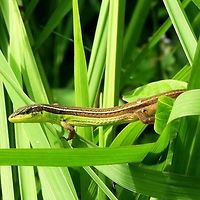 Takydromus sexlineatus - Asian grass lizard As I am sifting through the bushes and long grasses for bugs, I occasionally come across this lizard. Sometimes all you see is the head of what looks like a green snake, which to me spells danger.<br />
<br />
This is another lizard that has confidence in its camouflage, and so with very slow movements, you can get close enough for a decent shot. Make one mistage, and the colourful creature is gone in a flash.<br />
<br />
Location is Bandung, West Java, Indonesia. Open scrubland, with a few bushes, near a stream.<br />
http://www.jungledragon.com/image/37760/takydromus_sexlineatus_-_asian_grass_lizard.html Bandung,Geotagged,Indonesia,Java,Summer,Takydromus sexlineatus,West Java,green lizard,lizard,striped,striped lizard