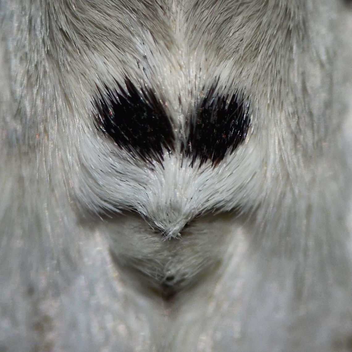 Lymantria monacha - Nun Moth Location is Bandung, West Java, Indonesia. Alongside a stream and paddy fields.<br />
<figure class="photo"><a href="https://www.jungledragon.com/image/37773/lymantria_monacha_-_nun_moth.html" title="Lymantria monacha - Nun Moth"><img src="https://s3.amazonaws.com/media.jungledragon.com/images/2784/37773_thumb.jpg?AWSAccessKeyId=05GMT0V3GWVNE7GGM1R2&Expires=1770854410&Signature=1oOOmUhB8ZYKVRlq9UhIJmTiNus%3D" width="200" height="200" alt="Lymantria monacha - Nun Moth This was just another moth when I pulled the trigger, well, my eyesight is pretty poor. I wear glasses to be able to use the computer, so it is amazing that I find any bugs at all, as I hate wearing glasses with the camera.<br />
<br />
Back at the lab, I pulled the image up and was immediately struck by the face pattern. I really hate researching moths, probably because I have not done enough, but this one came up pretty quick.<br />
<br />
It is mostly recorded as a European moth, but has been recorded as far as Japan. But two other photographers have images of the same moth within a hundred miles of my location.<br />
<br />
Location is Bandung, West Java, Indonesia. Alongside a stream and paddy fields.<br />
http://www.jungledragon.com/image/37772/lymantria_monacha_-_nun_moth.html<br />
http://www.jungledragon.com/image/37771/lymantria_monacha_-_nun_moth.html Bandung,Black arches,Fall,Geotagged,Indonesia,Java,Lymantria monacha,Moth Week 2018,Nun moth,West Java,face,moth" /></a></figure> Bandung,Black arches,Fall,Geotagged,Indonesia,Java,Lymantria monacha,Nun moth,West Java,face,moth