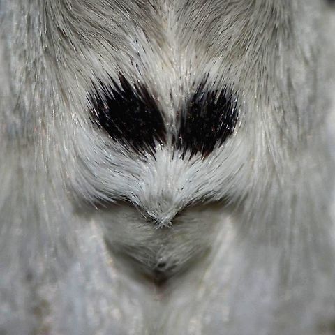 Lymantria monacha - Nun Moth Location is Bandung, West Java, Indonesia. Alongside a stream and paddy fields.
http://www.jungledragon.com/image/37773/lymantria_monacha_-_nun_moth.html Bandung,Black arches,Fall,Geotagged,Indonesia,Java,Lymantria monacha,Nun moth,West Java,face,moth