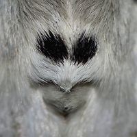 Lymantria monacha - Nun Moth Location is Bandung, West Java, Indonesia. Alongside a stream and paddy fields.<br />
http://www.jungledragon.com/image/37773/lymantria_monacha_-_nun_moth.html Bandung,Black arches,Fall,Geotagged,Indonesia,Java,Lymantria monacha,Nun moth,West Java,face,moth