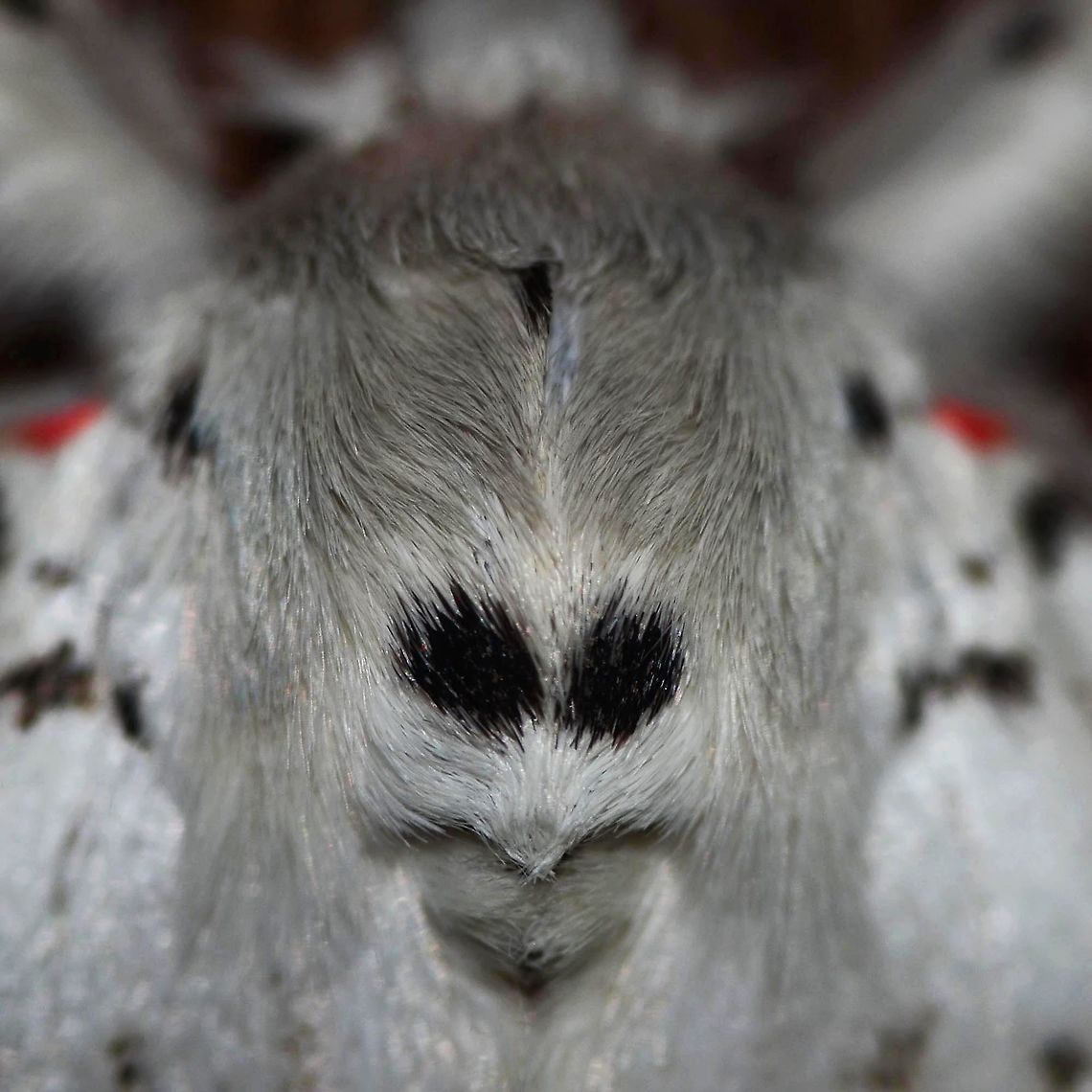 Lymantria monacha - Nun Moth Location is Bandung, West Java, Indonesia. Alongside a stream and paddy fields.<br />
<figure class="photo"><a href="https://www.jungledragon.com/image/37773/lymantria_monacha_-_nun_moth.html" title="Lymantria monacha - Nun Moth"><img src="https://s3.amazonaws.com/media.jungledragon.com/images/2784/37773_thumb.jpg?AWSAccessKeyId=05GMT0V3GWVNE7GGM1R2&Expires=1770854410&Signature=1oOOmUhB8ZYKVRlq9UhIJmTiNus%3D" width="200" height="200" alt="Lymantria monacha - Nun Moth This was just another moth when I pulled the trigger, well, my eyesight is pretty poor. I wear glasses to be able to use the computer, so it is amazing that I find any bugs at all, as I hate wearing glasses with the camera.<br />
<br />
Back at the lab, I pulled the image up and was immediately struck by the face pattern. I really hate researching moths, probably because I have not done enough, but this one came up pretty quick.<br />
<br />
It is mostly recorded as a European moth, but has been recorded as far as Japan. But two other photographers have images of the same moth within a hundred miles of my location.<br />
<br />
Location is Bandung, West Java, Indonesia. Alongside a stream and paddy fields.<br />
http://www.jungledragon.com/image/37772/lymantria_monacha_-_nun_moth.html<br />
http://www.jungledragon.com/image/37771/lymantria_monacha_-_nun_moth.html Bandung,Black arches,Fall,Geotagged,Indonesia,Java,Lymantria monacha,Moth Week 2018,Nun moth,West Java,face,moth" /></a></figure> Bandung,Black arches,Fall,Geotagged,Indonesia,Java,Lymantria monacha,Nun moth,West Java,face,moth