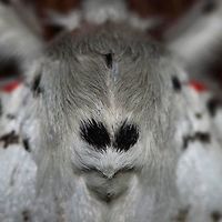 Lymantria monacha - Nun Moth Location is Bandung, West Java, Indonesia. Alongside a stream and paddy fields.<br />
http://www.jungledragon.com/image/37773/lymantria_monacha_-_nun_moth.html Bandung,Black arches,Fall,Geotagged,Indonesia,Java,Lymantria monacha,Nun moth,West Java,face,moth