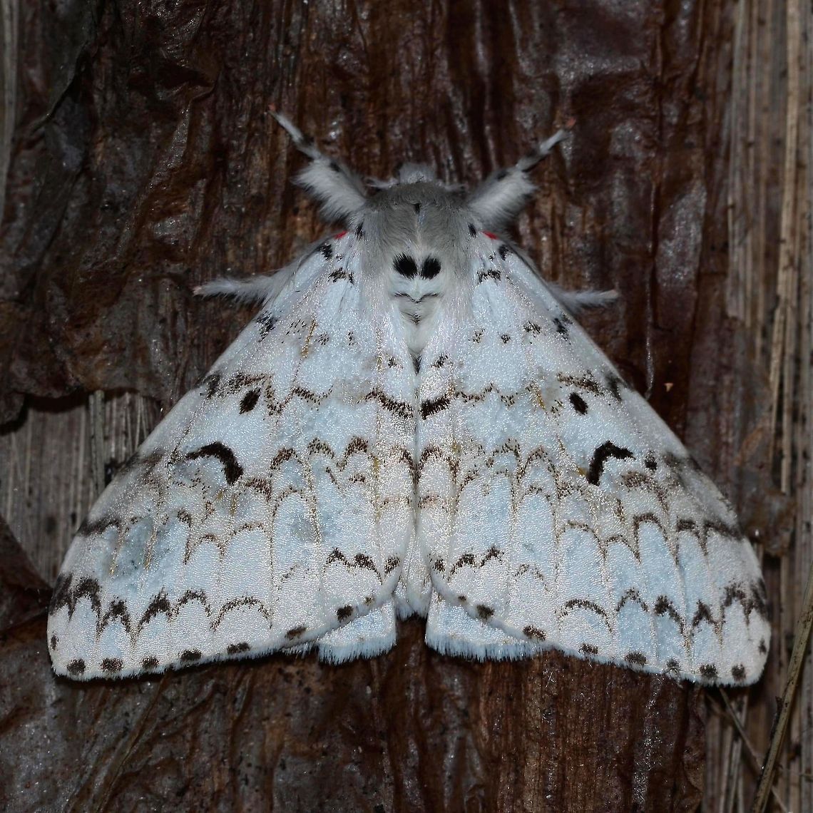 Lymantria monacha - Nun Moth This was just another moth when I pulled the trigger, well, my eyesight is pretty poor. I wear glasses to be able to use the computer, so it is amazing that I find any bugs at all, as I hate wearing glasses with the camera.<br />
<br />
Back at the lab, I pulled the image up and was immediately struck by the face pattern. I really hate researching moths, probably because I have not done enough, but this one came up pretty quick.<br />
<br />
It is mostly recorded as a European moth, but has been recorded as far as Japan. But two other photographers have images of the same moth within a hundred miles of my location.<br />
<br />
Location is Bandung, West Java, Indonesia. Alongside a stream and paddy fields.<br />
<figure class="photo"><a href="https://www.jungledragon.com/image/37772/lymantria_monacha_-_nun_moth.html" title="Lymantria monacha - Nun Moth"><img src="https://s3.amazonaws.com/media.jungledragon.com/images/2784/37772_thumb.jpg?AWSAccessKeyId=05GMT0V3GWVNE7GGM1R2&Expires=1759968010&Signature=BPQ13GdweWKEj3c0JH17fXJvKCA%3D" width="200" height="200" alt="Lymantria monacha - Nun Moth Location is Bandung, West Java, Indonesia. Alongside a stream and paddy fields.<br />
http://www.jungledragon.com/image/37773/lymantria_monacha_-_nun_moth.html Bandung,Black arches,Fall,Geotagged,Indonesia,Java,Lymantria monacha,Nun moth,West Java,face,moth" /></a></figure><br />
<figure class="photo"><a href="https://www.jungledragon.com/image/37771/lymantria_monacha_-_nun_moth.html" title="Lymantria monacha - Nun Moth"><img src="https://s3.amazonaws.com/media.jungledragon.com/images/2784/37771_thumb.jpg?AWSAccessKeyId=05GMT0V3GWVNE7GGM1R2&Expires=1759968010&Signature=3EGaOM8cWRqc86HN7y0Y%2FvncptA%3D" width="200" height="200" alt="Lymantria monacha - Nun Moth Location is Bandung, West Java, Indonesia. Alongside a stream and paddy fields.<br />
http://www.jungledragon.com/image/37773/lymantria_monacha_-_nun_moth.html Bandung,Black arches,Fall,Geotagged,Indonesia,Java,Lymantria monacha,Nun moth,West Java,face,moth" /></a></figure> Bandung,Black arches,Fall,Geotagged,Indonesia,Java,Lymantria monacha,Moth Week 2018,Nun moth,West Java,face,moth