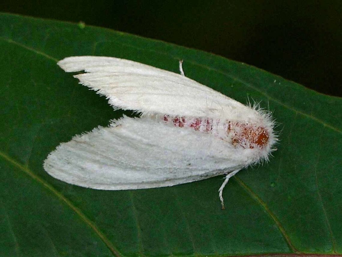 Euproctis sp. - white tussock moth This is a moth that I see almost daily, clinging to a stem on the paddy field, stranded  by the night. Looking just like a bit of abandoned fluff from an avian, I suspect it will be lucky if it survives the day, surrounded by predators.<br />
<br />
Not much chance of getting a species, but you are welcome to try. I think it is Euproctis virguncula, but cannot  confirm.<br />
<br />
Location is Bandung, West Java, Indonesia. Alongside a stream and paddy fields.<br />
<figure class="photo"><a href="https://www.jungledragon.com/image/37776/euproctis_sp._-_white_tussock_moth.html" title="Euproctis sp. - white tussock moth"><img src="https://s3.amazonaws.com/media.jungledragon.com/images/2784/37776_thumb.JPG?AWSAccessKeyId=05GMT0V3GWVNE7GGM1R2&Expires=1770854410&Signature=t6pPNJTvnLcMPF0rJtWP%2Bf8p%2B%2Fk%3D" width="200" height="200" alt="Euproctis sp. - white tussock moth Location is Bandung, West Java, Indonesia. Alongside a stream and paddy fields.<br />
http://www.jungledragon.com/image/37775/euproctis_sp._-_white_tussock_moth.html Bandung,Geotagged,Indonesia,Java,West Java,Winter,fluff,fluffy moth,moth,virguncula" /></a></figure><br />
<figure class="photo"><a href="https://www.jungledragon.com/image/37777/euproctis_sp._-_white_tussock_moth.html" title="Euproctis sp. - white tussock moth"><img src="https://s3.amazonaws.com/media.jungledragon.com/images/2784/37777_thumb.jpg?AWSAccessKeyId=05GMT0V3GWVNE7GGM1R2&Expires=1770854410&Signature=Mm2GehNG9PUsSG%2B808iYjltMMV0%3D" width="200" height="200" alt="Euproctis sp. - white tussock moth Mating pair.<br />
<br />
Location is Bandung, West Java, Indonesia. Alongside a stream and paddy fields.<br />
http://www.jungledragon.com/image/37775/euproctis_sp._-_white_tussock_moth.html Bandung,Fall,Geotagged,Indonesia,Java,West Java,fluff,fluffy moth,moth,virguncula" /></a></figure> Bandung,Geotagged,Indonesia,Java,Spring,West Java,fluff,fluffy moth,moth,virguncula
