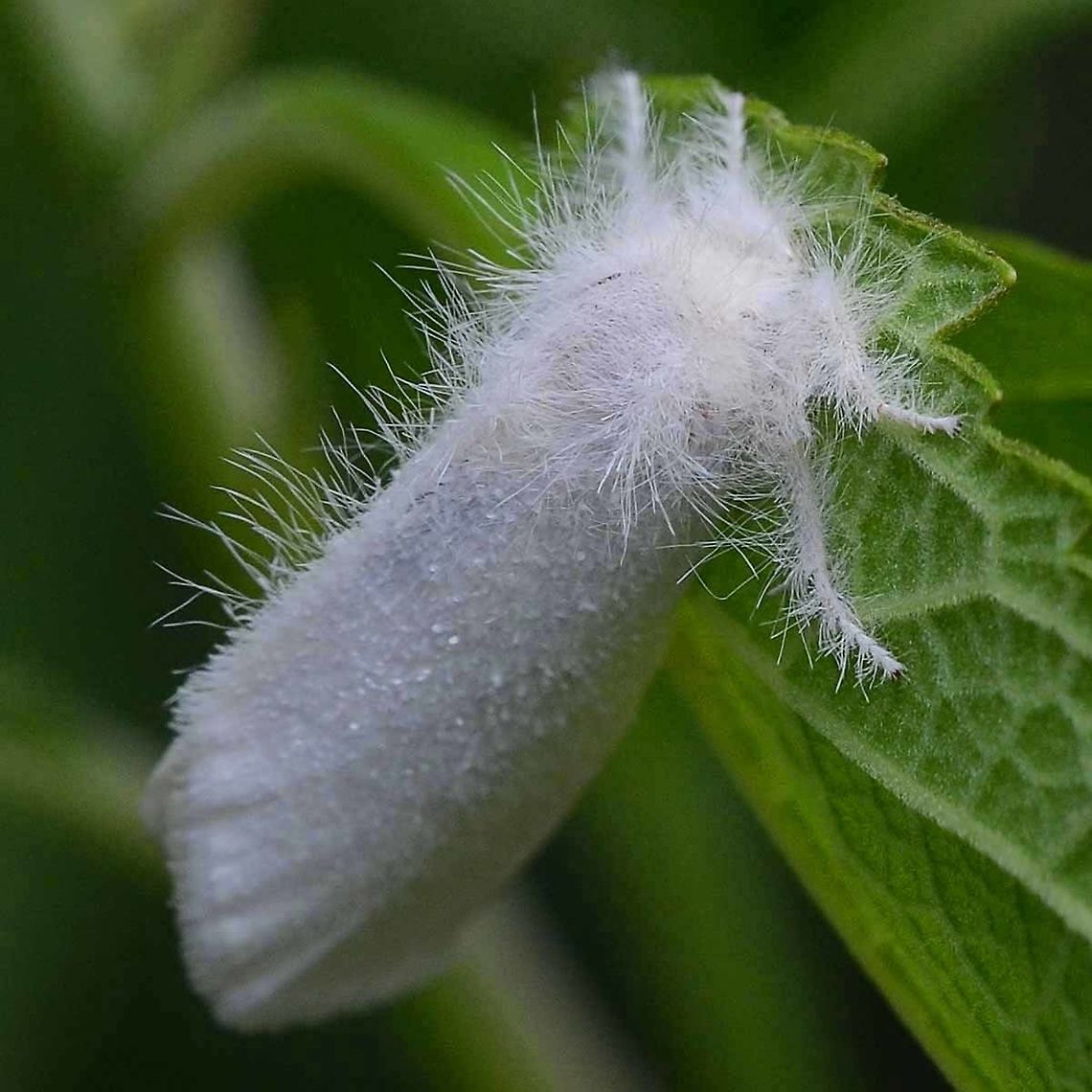 Euproctis sp. - white tussock moth Location is Bandung, West Java, Indonesia. Alongside a stream and paddy fields.<br />
<figure class="photo"><a href="https://www.jungledragon.com/image/37775/euproctis_sp._-_white_tussock_moth.html" title="Euproctis sp. - white tussock moth"><img src="https://s3.amazonaws.com/media.jungledragon.com/images/2784/37775_thumb.JPG?AWSAccessKeyId=05GMT0V3GWVNE7GGM1R2&Expires=1770854410&Signature=%2B7CRIBxo4gOri8f3zBtFEE%2BLFUo%3D" width="200" height="150" alt="Euproctis sp. - white tussock moth This is a moth that I see almost daily, clinging to a stem on the paddy field, stranded  by the night. Looking just like a bit of abandoned fluff from an avian, I suspect it will be lucky if it survives the day, surrounded by predators.<br />
<br />
Not much chance of getting a species, but you are welcome to try. I think it is Euproctis virguncula, but cannot  confirm.<br />
<br />
Location is Bandung, West Java, Indonesia. Alongside a stream and paddy fields.<br />
http://www.jungledragon.com/image/37776/euproctis_sp._-_white_tussock_moth.html<br />
http://www.jungledragon.com/image/37777/euproctis_sp._-_white_tussock_moth.html Bandung,Geotagged,Indonesia,Java,Spring,West Java,fluff,fluffy moth,moth,virguncula" /></a></figure> Bandung,Geotagged,Indonesia,Java,West Java,Winter,fluff,fluffy moth,moth,virguncula