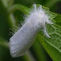 Euproctis sp. - white tussock moth Location is Bandung, West Java, Indonesia. Alongside a stream and paddy fields.<br />
http://www.jungledragon.com/image/37775/euproctis_sp._-_white_tussock_moth.html Bandung,Geotagged,Indonesia,Java,West Java,Winter,fluff,fluffy moth,moth,virguncula