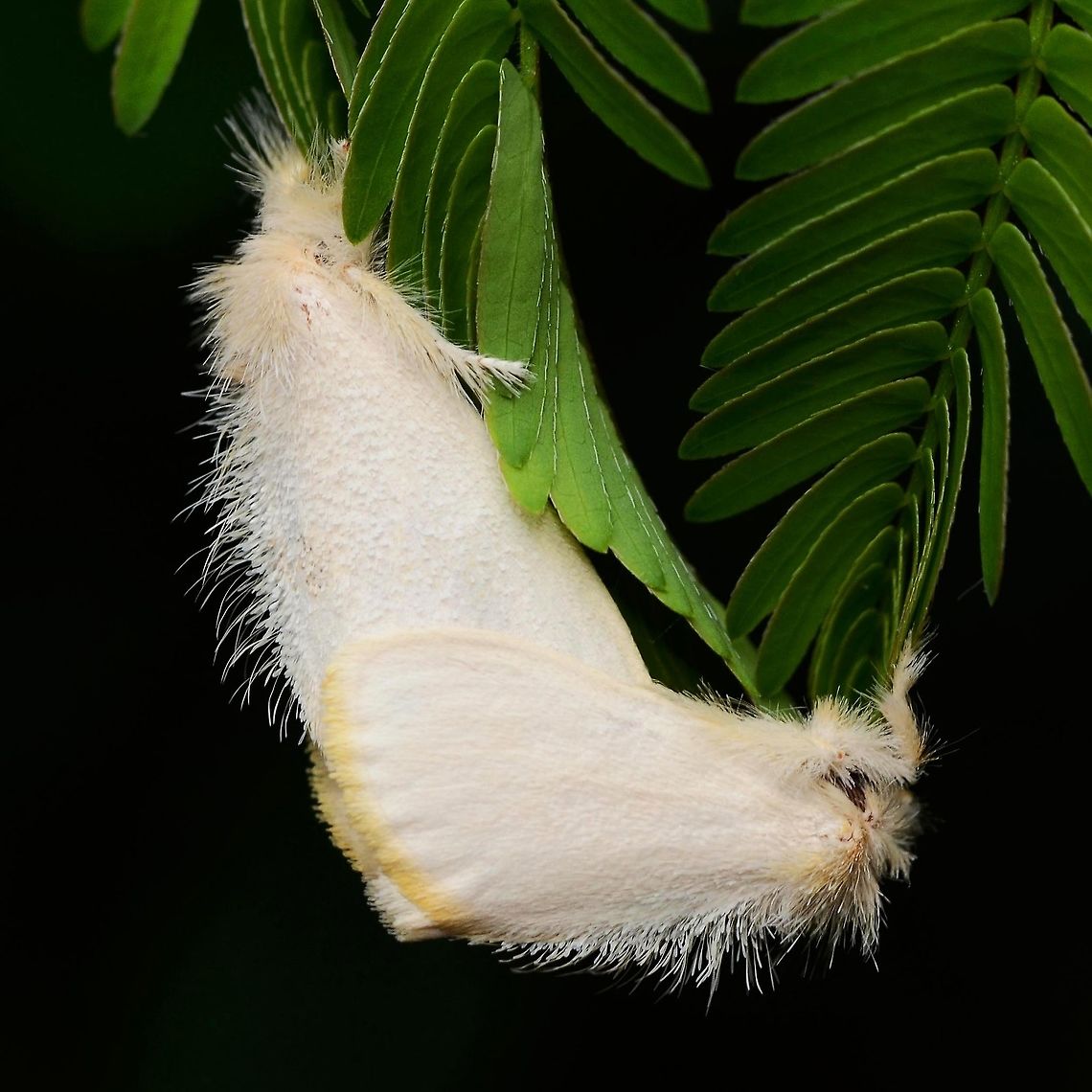 Euproctis sp. - white tussock moth Mating pair.<br />
<br />
Location is Bandung, West Java, Indonesia. Alongside a stream and paddy fields.<br />
<figure class="photo"><a href="https://www.jungledragon.com/image/37775/euproctis_sp._-_white_tussock_moth.html" title="Euproctis sp. - white tussock moth"><img src="https://s3.amazonaws.com/media.jungledragon.com/images/2784/37775_thumb.JPG?AWSAccessKeyId=05GMT0V3GWVNE7GGM1R2&Expires=1770854410&Signature=%2B7CRIBxo4gOri8f3zBtFEE%2BLFUo%3D" width="200" height="150" alt="Euproctis sp. - white tussock moth This is a moth that I see almost daily, clinging to a stem on the paddy field, stranded  by the night. Looking just like a bit of abandoned fluff from an avian, I suspect it will be lucky if it survives the day, surrounded by predators.<br />
<br />
Not much chance of getting a species, but you are welcome to try. I think it is Euproctis virguncula, but cannot  confirm.<br />
<br />
Location is Bandung, West Java, Indonesia. Alongside a stream and paddy fields.<br />
http://www.jungledragon.com/image/37776/euproctis_sp._-_white_tussock_moth.html<br />
http://www.jungledragon.com/image/37777/euproctis_sp._-_white_tussock_moth.html Bandung,Geotagged,Indonesia,Java,Spring,West Java,fluff,fluffy moth,moth,virguncula" /></a></figure> Bandung,Fall,Geotagged,Indonesia,Java,West Java,fluff,fluffy moth,moth,virguncula