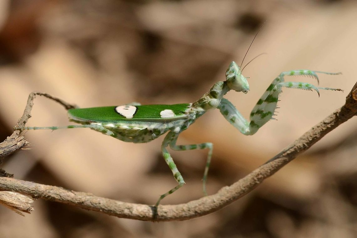 Creobroter gemmatus - jeweled flower mantis It was a while before I spotted my first flower mantis, they are so well camouflaged. But now, I know exactly where to look and what to look for, so if I wanted, I could snap this gorgeous bug daily.<br />
<br />
Easy to approach, they could not run even if they wanted to. You can even coax them around to a good position for an image, but I tend not to do this, unless the light is too bright and I want shade. I always make sure I return to the original location.<br />
<br />
These mantids are not huge, but they are not afraid to tackle big meals. Many large butterflies have fallen to the sneak attack of the flower mantis.<br />
<br />
Location is Bandung, West Java, Indonesia. Alongside a stream and paddy fields.<br />
<figure class="photo"><a href="https://www.jungledragon.com/image/37813/creobroter_gemmatus_-_jeweled_flower_mantis.html" title="Creobroter gemmatus - Jeweled Flower Mantis"><img src="https://s3.amazonaws.com/media.jungledragon.com/images/2784/37813_thumb.JPG?AWSAccessKeyId=05GMT0V3GWVNE7GGM1R2&Expires=1769040010&Signature=CJbDHu4yjCJK90v5wg4gDKal%2FWY%3D" width="200" height="200" alt="Creobroter gemmatus - Jeweled Flower Mantis Quite easy to get a good portrait of this impressive bug, just wave your hand in front to get its attention.<br />
<br />
Location is Bandung, West Java, Indonesia. Alongside a stream and paddy fields.<br />
http://www.jungledragon.com/image/37778/creobroter_gemmatus_-_jeweled_flower_mantis.html Bandung,Creobroter gemmatus,Flower Mantis,Geotagged,Indonesia,Java,Jeweled Flower Mantis,Jeweled flower mantis,West Java,Winter,mantid,mantis" /></a></figure><br />
<figure class="photo"><a href="https://www.jungledragon.com/image/37812/creobroter_gemmatus_-_jeweled_flower_mantis.html" title="Creobroter gemmatus - Jeweled Flower Mantis"><img src="https://s3.amazonaws.com/media.jungledragon.com/images/2784/37812_thumb.jpg?AWSAccessKeyId=05GMT0V3GWVNE7GGM1R2&Expires=1769040010&Signature=KiQB0yh9CKH%2Fj2u5H1PxRqpR8sU%3D" width="200" height="200" alt="Creobroter gemmatus - Jeweled Flower Mantis Two more views to go with the side view posted couple of days ago.<br />
<br />
Location is Bandung, West Java, Indonesia. Alongside a stream and paddy fields.<br />
http://www.jungledragon.com/image/37778/creobroter_gemmatus_-_jeweled_flower_mantis.html Bandung,Creobroter gemmatus,Flower Mantis,Geotagged,Indonesia,Java,Jeweled Flower Mantis,Jeweled flower mantis,Spring,West Java,mantid,mantis" /></a></figure> Bandung,Creobroter gemmatus,Geotagged,Indonesia,Java,West Java,Winter,flower mantis,mantid,mantis,praying mantis