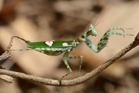 Creobroter gemmatus - jeweled flower mantis It was a while before I spotted my first flower mantis, they are so well camouflaged. But now, I know exactly where to look and what to look for, so if I wanted, I could snap this gorgeous bug daily.

Easy to approach, they could not run even if they wanted to. You can even coax them around to a good position for an image, but I tend not to do this, unless the light is too bright and I want shade. I always make sure I return to the original location.

These mantids are not huge, but they are not afraid to tackle big meals. Many large butterflies have fallen to the sneak attack of the flower mantis.

Location is Bandung, West Java, Indonesia. Alongside a stream and paddy fields.
http://www.jungledragon.com/image/37813/creobroter_gemmatus_-_jeweled_flower_mantis.html
http://www.jungledragon.com/image/37812/creobroter_gemmatus_-_jeweled_flower_mantis.html Bandung,Creobroter gemmatus,Geotagged,Indonesia,Java,West Java,Winter,flower mantis,mantid,mantis,praying mantis