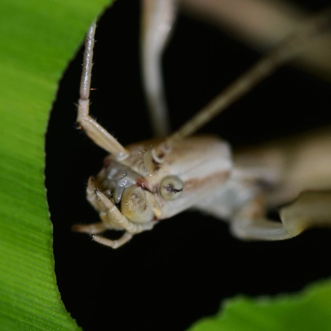 Phasmatodea &ndash; Stick Insect Location is Bandung, West Java, Indonesia. Alongside a stream and paddy fields.<br />
<figure class="photo"><a href="https://www.jungledragon.com/image/37781/phasmatodea_stick_insect.html" title="Phasmatodea &ndash; Stick Insect"><img src="https://s3.amazonaws.com/media.jungledragon.com/images/2784/37781_thumb.jpg?AWSAccessKeyId=05GMT0V3GWVNE7GGM1R2&Expires=1770854410&Signature=Nd57Qg1DVyRYAFqGpzx4iMh%2B6eM%3D" width="200" height="134" alt="Phasmatodea &ndash; Stick Insect A rare find for me. I just haven&rsquo;t learned to spot these splendid creatures.<br />
<br />
I am including three images, because there are distinctive features that should help for an ID; the horizontal eye stripe the lateral head stripe, lack of teeth on the fore-arms, the slight markings of a body lateral line.<br />
<br />
I had no luck searching for an ID, perhaps someone out there can do better.<br />
<br />
Location is Bandung, West Java, Indonesia. Alongside a stream and paddy fields.<br />
http://www.jungledragon.com/image/37780/phasmatodea_stick_insect.html<br />
http://www.jungledragon.com/image/37779/phasmatodea_stick_insect.html Bandung,Fall,Geotagged,Indonesia,Java,Phasmatodea,Stick Insect,West Java" /></a></figure> Bandung,Fall,Geotagged,Indonesia,Java,Phasmatodea,Stick Insect,West Java
