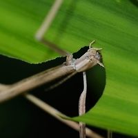 Phasmatodea &ndash; Stick Insect Location is Bandung, West Java, Indonesia. Alongside a stream and paddy fields.<br />
http://www.jungledragon.com/image/37781/phasmatodea_stick_insect.html Bandung,Fall,Geotagged,Indonesia,Java,Phasmatodea,Stick Insect,West Java