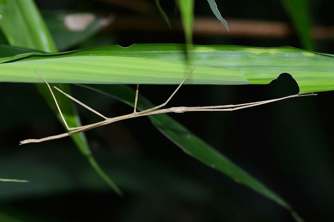 Phasmatodea &ndash; Stick Insect A rare find for me. I just haven&rsquo;t learned to spot these splendid creatures.<br />
<br />
I am including three images, because there are distinctive features that should help for an ID; the horizontal eye stripe the lateral head stripe, lack of teeth on the fore-arms, the slight markings of a body lateral line.<br />
<br />
I had no luck searching for an ID, perhaps someone out there can do better.<br />
<br />
Location is Bandung, West Java, Indonesia. Alongside a stream and paddy fields.<br />
<figure class="photo"><a href="https://www.jungledragon.com/image/37780/phasmatodea_stick_insect.html" title="Phasmatodea &ndash; Stick Insect"><img src="https://s3.amazonaws.com/media.jungledragon.com/images/2784/37780_thumb.jpg?AWSAccessKeyId=05GMT0V3GWVNE7GGM1R2&Expires=1770854410&Signature=SVVNBwVrjs419xR8IYHXIf2ctXw%3D" width="200" height="200" alt="Phasmatodea &ndash; Stick Insect Location is Bandung, West Java, Indonesia. Alongside a stream and paddy fields.<br />
http://www.jungledragon.com/image/37781/phasmatodea_stick_insect.html Bandung,Fall,Geotagged,Indonesia,Java,Phasmatodea,Stick Insect,West Java" /></a></figure><br />
<figure class="photo"><a href="https://www.jungledragon.com/image/37779/phasmatodea_stick_insect.html" title="Phasmatodea &ndash; Stick Insect"><img src="https://s3.amazonaws.com/media.jungledragon.com/images/2784/37779_thumb.jpg?AWSAccessKeyId=05GMT0V3GWVNE7GGM1R2&Expires=1770854410&Signature=KP5swyHbABazn5kplxTlrZHWn8E%3D" width="200" height="200" alt="Phasmatodea &ndash; Stick Insect Location is Bandung, West Java, Indonesia. Alongside a stream and paddy fields.<br />
http://www.jungledragon.com/image/37781/phasmatodea_stick_insect.html Bandung,Fall,Geotagged,Indonesia,Java,Phasmatodea,Stick Insect,West Java" /></a></figure> Bandung,Fall,Geotagged,Indonesia,Java,Phasmatodea,Stick Insect,West Java