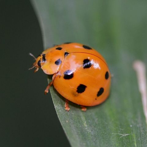 Megalocaria dilatata &ndash; Giant Ladybug I didn&rsquo;t measure this ladybug, but we are talking half an inch or not far off, in length. This thing is huge!

I don&rsquo;t see them every day, but not uncommon.

Location is Bandung, West Java, Indonesia. Alongside a stream and paddy fields.
http://www.jungledragon.com/image/37784/anisolemnia_dilatata_giant_ladybug.html
http://www.jungledragon.com/image/37783/anisolemnia_dilatata_giant_ladybug.html Bandung,Coccinellidae,Fall,Geotagged,Giant ladybug,Indonesia,Java,Megalocaria dilatata,West Java,big ladybug,ladybird,ladybug,yellow
