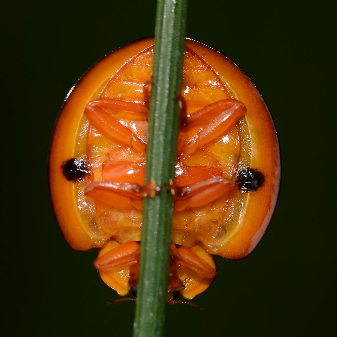 Megalocaria dilatata – Giant Ladybug Underside view.<br />
<br />
Location is Bandung, West Java, Indonesia. Alongside a stream and paddy fields.<br />
<figure class="photo"><a href="https://www.jungledragon.com/image/37782/megalocaria_dilatata_giant_ladybug.html" title="Megalocaria dilatata &ndash; Giant Ladybug"><img src="https://s3.amazonaws.com/media.jungledragon.com/images/2784/37782_thumb.jpg?AWSAccessKeyId=05GMT0V3GWVNE7GGM1R2&Expires=1767225610&Signature=HH1ZWpRVtXnbcmaKpsmHJj8nE0k%3D" width="200" height="200" alt="Megalocaria dilatata &ndash; Giant Ladybug I didn&rsquo;t measure this ladybug, but we are talking half an inch or not far off, in length. This thing is huge!<br />
<br />
I don&rsquo;t see them every day, but not uncommon.<br />
<br />
Location is Bandung, West Java, Indonesia. Alongside a stream and paddy fields.<br />
http://www.jungledragon.com/image/37784/anisolemnia_dilatata_giant_ladybug.html<br />
http://www.jungledragon.com/image/37783/anisolemnia_dilatata_giant_ladybug.html Bandung,Coccinellidae,Fall,Geotagged,Giant ladybug,Indonesia,Java,Megalocaria dilatata,West Java,big ladybug,ladybird,ladybug,yellow" /></a></figure> Bandung,Coccinellidae,Fall,Geotagged,Giant ladybug,Indonesia,Java,Megalocaria dilatata,West Java,big ladybug,ladybird,ladybug,yellow