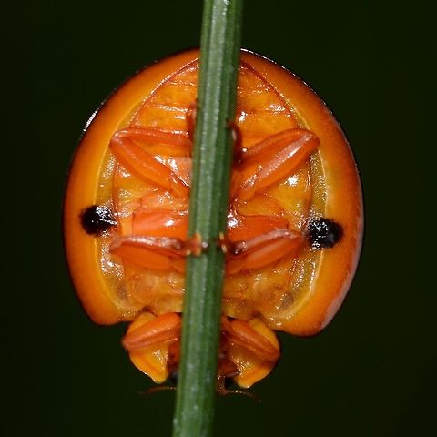 Megalocaria dilatata – Giant Ladybug Underside view.

Location is Bandung, West Java, Indonesia. Alongside a stream and paddy fields.
http://www.jungledragon.com/image/37782/anisolemnia_dilatata_giant_ladybug.html Bandung,Coccinellidae,Fall,Geotagged,Giant ladybug,Indonesia,Java,Megalocaria dilatata,West Java,big ladybug,ladybird,ladybug,yellow