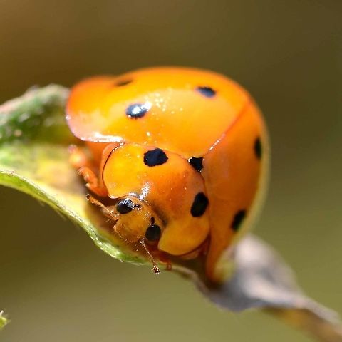 Megalocaria dilatata – Giant Ladybug Front view.

Location is Bandung, West Java, Indonesia. Alongside a stream and paddy fields.
http://www.jungledragon.com/image/37782/anisolemnia_dilatata_giant_ladybug.html Bandung,Coccinellidae,Geotagged,Giant ladybug,Indonesia,Java,Megalocaria dilatata,West Java,Winter,big ladybug,ladybird,ladybug,yellow
