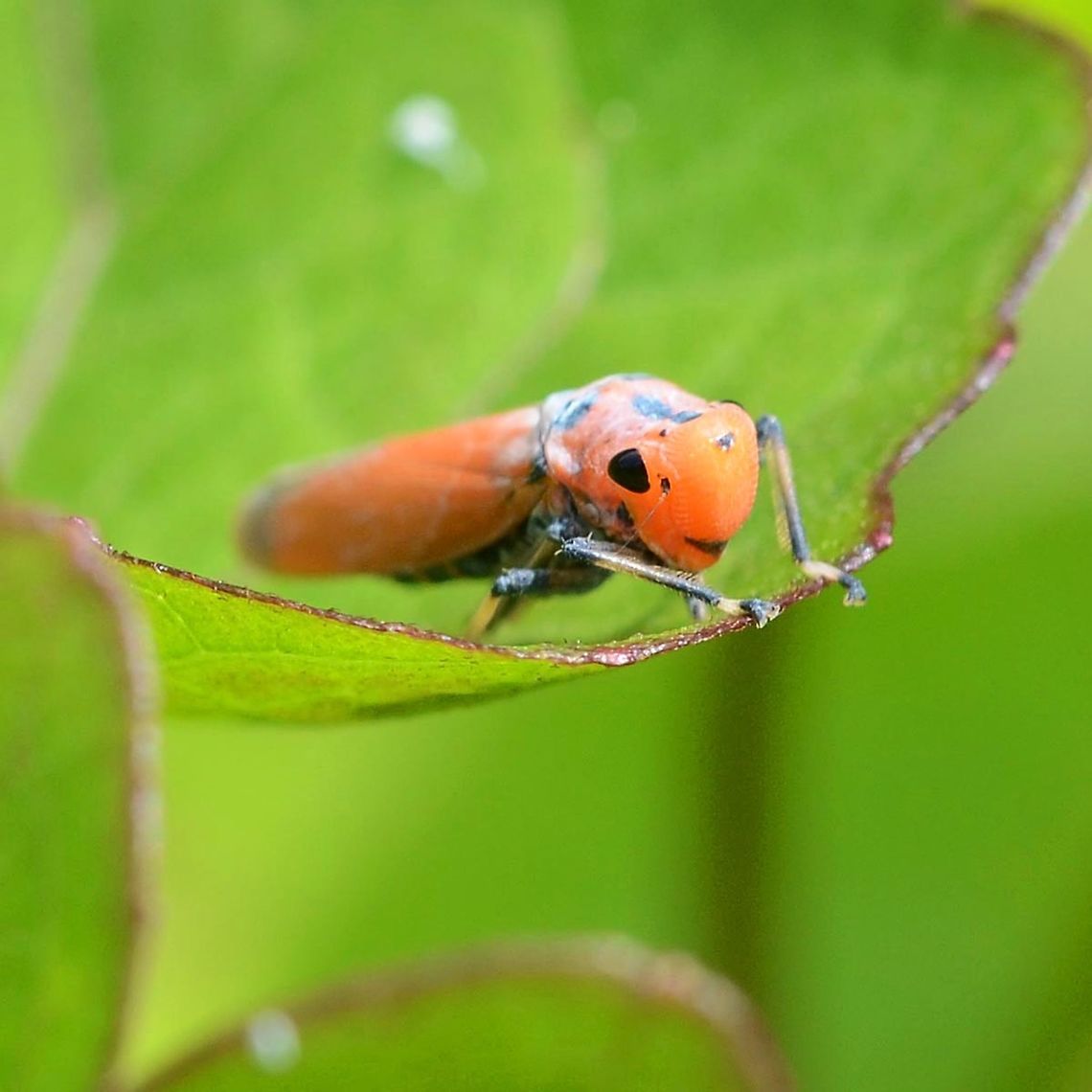 Bothrogonia addita &ndash; Leafhopper Location is Bandung, West Java, Indonesia. Alongside a stream and paddy fields.<br />
<figure class="photo"><a href="https://www.jungledragon.com/image/37787/bothrogonia_addita_leafhopper.html" title="Bothrogonia addita &ndash; Leafhopper"><img src="https://s3.amazonaws.com/media.jungledragon.com/images/2784/37787_thumb.jpg?AWSAccessKeyId=05GMT0V3GWVNE7GGM1R2&Expires=1769040010&Signature=5XvtvmzLd21tJy6nZG9APWXngC0%3D" width="200" height="200" alt="Bothrogonia addita &ndash; Leafhopper Colorful and easy to spot on the green of the scrubland, but difficult to get near for the shot. Sometimes I think I should just get me a net, and put them in the fridge for 5 minutes &ndash; but no, where&rsquo;s the challenge in that. David Baily doesn&rsquo;t put the kids in the fridge to stop them fidgeting, he is a professional.<br />
<br />
One thing that I have learned in three years of snapping bugs. They live lives also, and they have been doing it a lot longer than humans. The reason that they don&rsquo;t have massive brains and build brick houses, is that they reached evolutionary perfection and did not need the massive brain. This is a perfection that the human genus will never achieve.<br />
<br />
Location is Bandung, West Java, Indonesia. Alongside a stream and paddy fields.<br />
http://www.jungledragon.com/image/37786/bothrogonia_addita_leafhopper.html<br />
http://www.jungledragon.com/image/37788/bothrogonia_addita_leafhopper.html Bandung,Bothrogonia addita,Geotagged,Indonesia,Java,West Java,Winter,hopper,leaf hopper,orange" /></a></figure> Bandung,Bothrogonia addita,Geotagged,Indonesia,Java,West Java,Winter,hopper,leaf hopper,orange