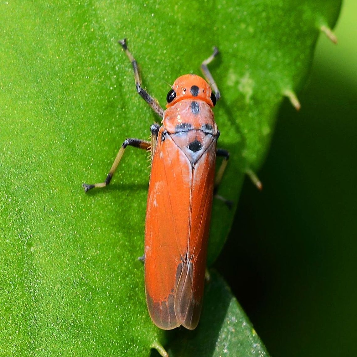 Bothrogonia addita – Leafhopper Colorful and easy to spot on the green of the scrubland, but difficult to get near for the shot. Sometimes I think I should just get me a net, and put them in the fridge for 5 minutes &ndash; but no, where&rsquo;s the challenge in that. David Baily doesn&rsquo;t put the kids in the fridge to stop them fidgeting, he is a professional.<br />
<br />
One thing that I have learned in three years of snapping bugs. They live lives also, and they have been doing it a lot longer than humans. The reason that they don&rsquo;t have massive brains and build brick houses, is that they reached evolutionary perfection and did not need the massive brain. This is a perfection that the human genus will never achieve.<br />
<br />
Location is Bandung, West Java, Indonesia. Alongside a stream and paddy fields.<br />
<figure class="photo"><a href="https://www.jungledragon.com/image/37786/bothrogonia_addita_leafhopper.html" title="Bothrogonia addita &ndash; Leafhopper"><img src="https://s3.amazonaws.com/media.jungledragon.com/images/2784/37786_thumb.jpg?AWSAccessKeyId=05GMT0V3GWVNE7GGM1R2&Expires=1759968010&Signature=lN1eueunSWLzXhQSlFf1X3QbOQM%3D" width="200" height="200" alt="Bothrogonia addita &ndash; Leafhopper Location is Bandung, West Java, Indonesia. Alongside a stream and paddy fields.<br />
http://www.jungledragon.com/image/37787/bothrogonia_addita_leafhopper.html Bandung,Bothrogonia addita,Geotagged,Indonesia,Java,West Java,Winter,hopper,leaf hopper,orange" /></a></figure><br />
<figure class="photo"><a href="https://www.jungledragon.com/image/37788/bothrogonia_addita_leafhopper.html" title="Bothrogonia addita &ndash; Leafhopper"><img src="https://s3.amazonaws.com/media.jungledragon.com/images/2784/37788_thumb.jpg?AWSAccessKeyId=05GMT0V3GWVNE7GGM1R2&Expires=1759968010&Signature=1rspY22O3oc4DG9GlDXKRRokYAU%3D" width="200" height="200" alt="Bothrogonia addita &ndash; Leafhopper Location is Bandung, West Java, Indonesia. Alongside a stream and paddy fields.<br />
http://www.jungledragon.com/image/37787/bothrogonia_addita_leafhopper.html Bandung,Bothrogonia addita,Geotagged,Indonesia,Java,Summer,West Java,hopper,leaf hopper,orange" /></a></figure> Bandung,Bothrogonia addita,Geotagged,Indonesia,Java,West Java,Winter,hopper,leaf hopper,orange