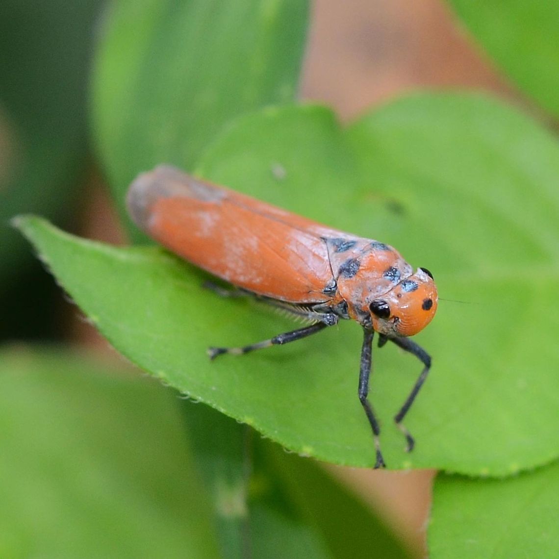 Bothrogonia addita &ndash; Leafhopper Location is Bandung, West Java, Indonesia. Alongside a stream and paddy fields.<br />
<figure class="photo"><a href="https://www.jungledragon.com/image/37787/bothrogonia_addita_leafhopper.html" title="Bothrogonia addita &ndash; Leafhopper"><img src="https://s3.amazonaws.com/media.jungledragon.com/images/2784/37787_thumb.jpg?AWSAccessKeyId=05GMT0V3GWVNE7GGM1R2&Expires=1769040010&Signature=5XvtvmzLd21tJy6nZG9APWXngC0%3D" width="200" height="200" alt="Bothrogonia addita &ndash; Leafhopper Colorful and easy to spot on the green of the scrubland, but difficult to get near for the shot. Sometimes I think I should just get me a net, and put them in the fridge for 5 minutes &ndash; but no, where&rsquo;s the challenge in that. David Baily doesn&rsquo;t put the kids in the fridge to stop them fidgeting, he is a professional.<br />
<br />
One thing that I have learned in three years of snapping bugs. They live lives also, and they have been doing it a lot longer than humans. The reason that they don&rsquo;t have massive brains and build brick houses, is that they reached evolutionary perfection and did not need the massive brain. This is a perfection that the human genus will never achieve.<br />
<br />
Location is Bandung, West Java, Indonesia. Alongside a stream and paddy fields.<br />
http://www.jungledragon.com/image/37786/bothrogonia_addita_leafhopper.html<br />
http://www.jungledragon.com/image/37788/bothrogonia_addita_leafhopper.html Bandung,Bothrogonia addita,Geotagged,Indonesia,Java,West Java,Winter,hopper,leaf hopper,orange" /></a></figure> Bandung,Bothrogonia addita,Geotagged,Indonesia,Java,Summer,West Java,hopper,leaf hopper,orange