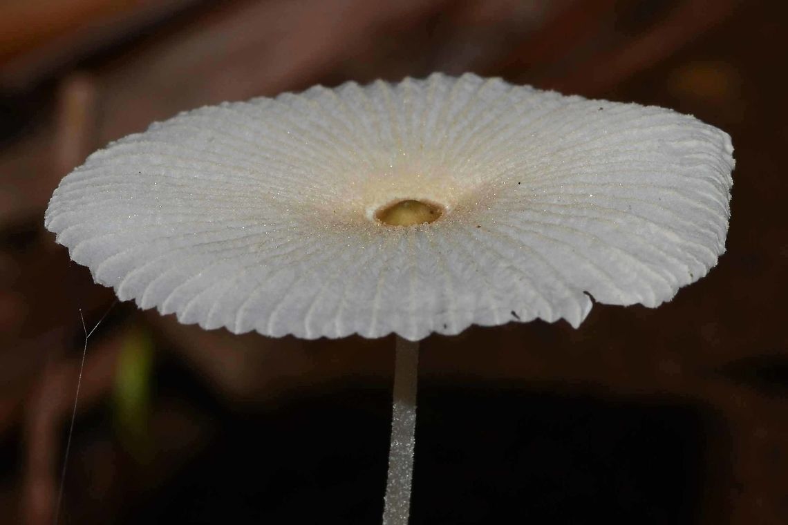 Parasola sp. - Pleated Inkcap This flowery fungi grew about six inches off the ground, about two and a bit inches across. A single white, pleated disc.<br />
<br />
I examined the underside of the disk but there was nothing there. I didn't want to probe any further and risk damaging the bloom, so I got down and dirty to collect the shot.<br />
<br />
Probably Parasola plicatilis, but can find no Indonesian references. Bandung,Geotagged,Indonesia,Java,Spring,West Java,fungi,mushroom,parasola,plicatilis