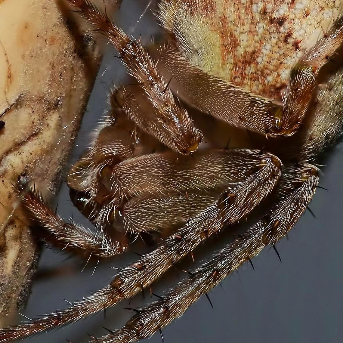 Neoscona nautical - Brown Sailor Spider Location is Bandung, West Java, Indonesia. Home.<br />
<figure class="photo"><a href="https://www.jungledragon.com/image/37799/neoscona_nautical_-_brown_sailor_spider.html" title="Neoscona nautical - Brown Sailor Spider"><img src="https://s3.amazonaws.com/media.jungledragon.com/images/2784/37799_thumb.jpg?AWSAccessKeyId=05GMT0V3GWVNE7GGM1R2&Expires=1763596810&Signature=%2BfABfCaJUYaQDFcnt%2Fk5MeGmIF8%3D" width="200" height="200" alt="Neoscona nautical - Brown Sailor Spider This brown sailor gained access to my home, and set up residency. Rather than get upset about the situation, I decided to feed her and take some photographs.<br />
<br />
What appears to be a rather mundane arachnid, comes to life when you get up close, and start to pay attention to the small details. Of course, with my extremely poor eyesight, this is not possible, and so I use my camera to collect the detail for me.<br />
<br />
You may have noticed that these images contain rather a lot of detail compared to what you would normally get with a macro lens. Correct, it is just not possible to get this kind of detail in a single shot.<br />
<br />
Once you start getting down to closest focus with a macro lens, the depth of field, the thickness of the &lsquo;in focus&rsquo; part of the image, is less than 1mm, in fact, I calculate more like 0.25mm. So, how come the whole of this image is in sharp focus &ndash; stacking is the answer.<br />
<br />
This is the technique were you take several images, in this case 25, and merge the &lsquo;in focus&rsquo; parts of each individual image, and merge them into one single image. Each image the focal point is moved forward 0.5mm and Photoshop does the rest.<br />
<br />
Entomological departments in museums, doing studies on bugs, use the same photographic methods, but they give it a more fancy name.<br />
<br />
Location is Bandung, West Java, Indonesia. Home.<br />
http://www.jungledragon.com/image/37798/neoscona_nautical_-_brown_sailor_spider.html<br />
http://www.jungledragon.com/image/37797/neoscona_nautical_-_brown_sailor_spider.html Bandung,Brown Sailor Spider,Fall,Geotagged,Indonesia,Java,Neoscona nautica,West Java,brown sailor,spider,stack" /></a></figure> Bandung,Brown Sailor Spider,Fall,Geotagged,Indonesia,Java,Neoscona nautica,West Java,brown sailor,spider,stack